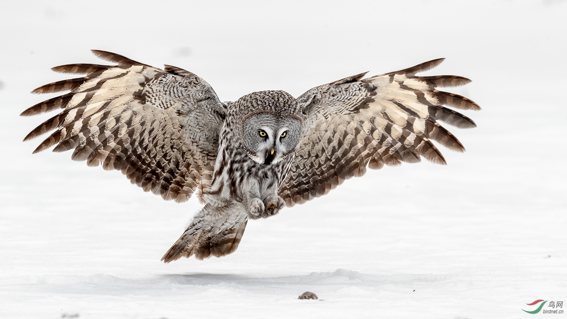 0433. 11598_ѩ����ʳ_����100��ʵҰ������.jpg