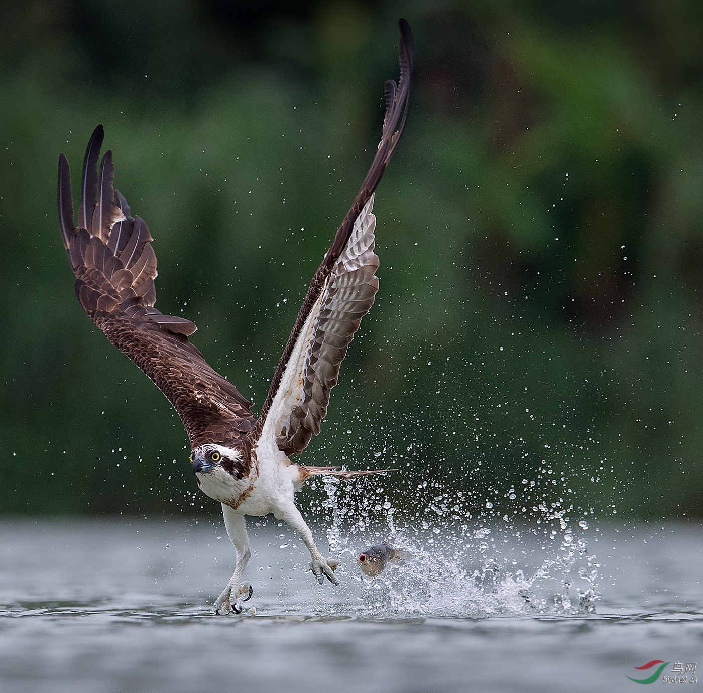 0416. 11551_��ŭ����_��ʵҰ������.jpg