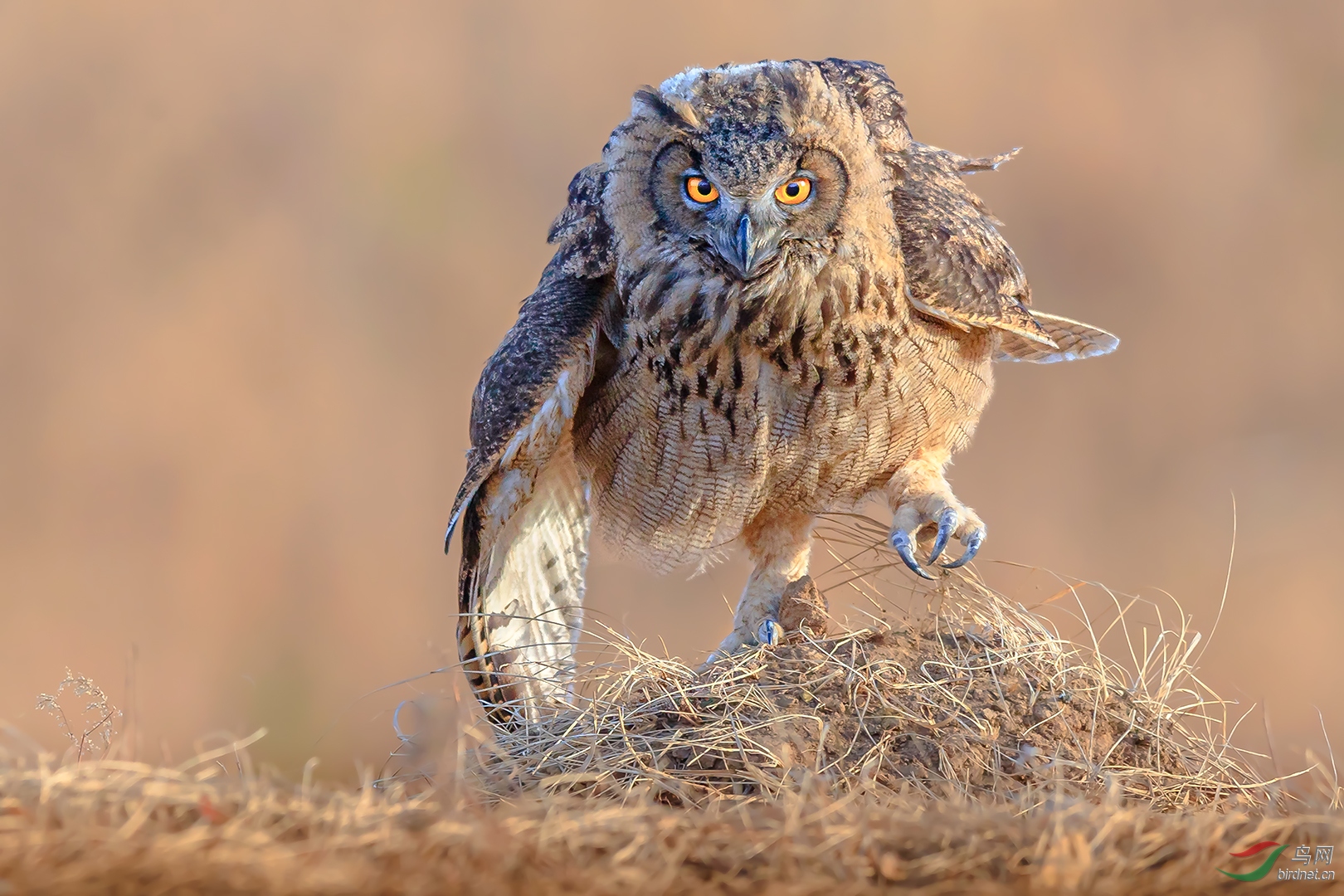 0466. 11723_����Ŀ��find_��ʵҰ������.jpg