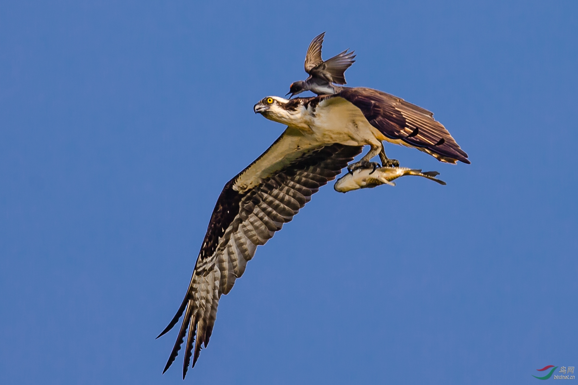 0518. 11845_�����ҵĺ���_��ɯ��Ҷ��ʵҰ������.jpg