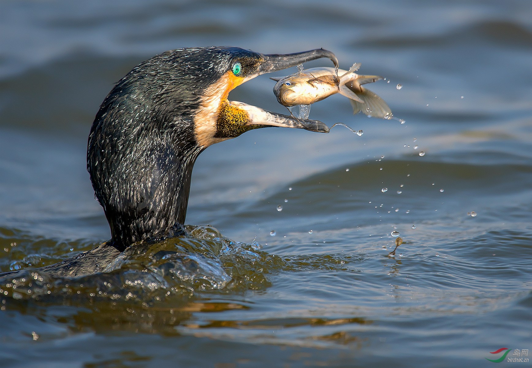 0530. 11859_��������_��·��ʵҰ������.jpg