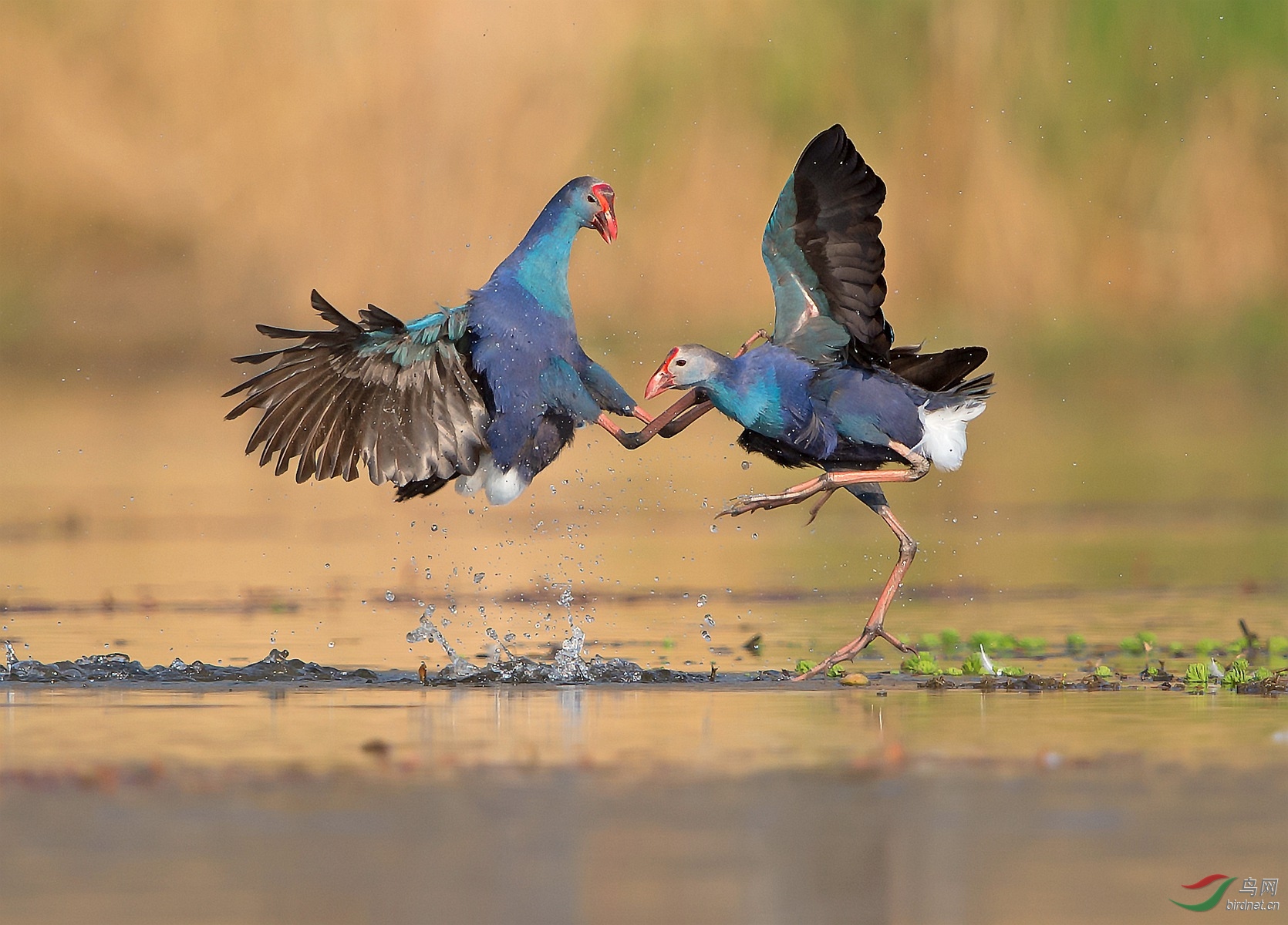 0531. 11860_��ѹ_��·��ʵҰ������.jpg