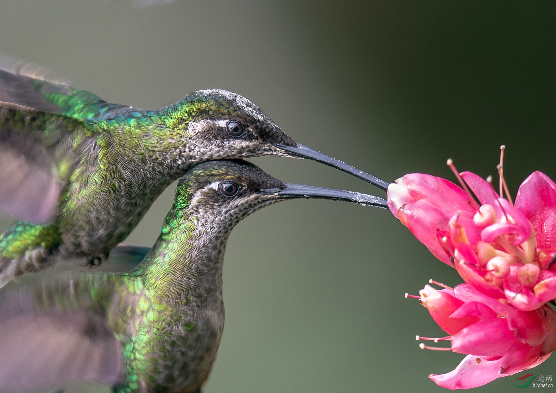 0541. 11887_��_��ʵҰ������.jpg