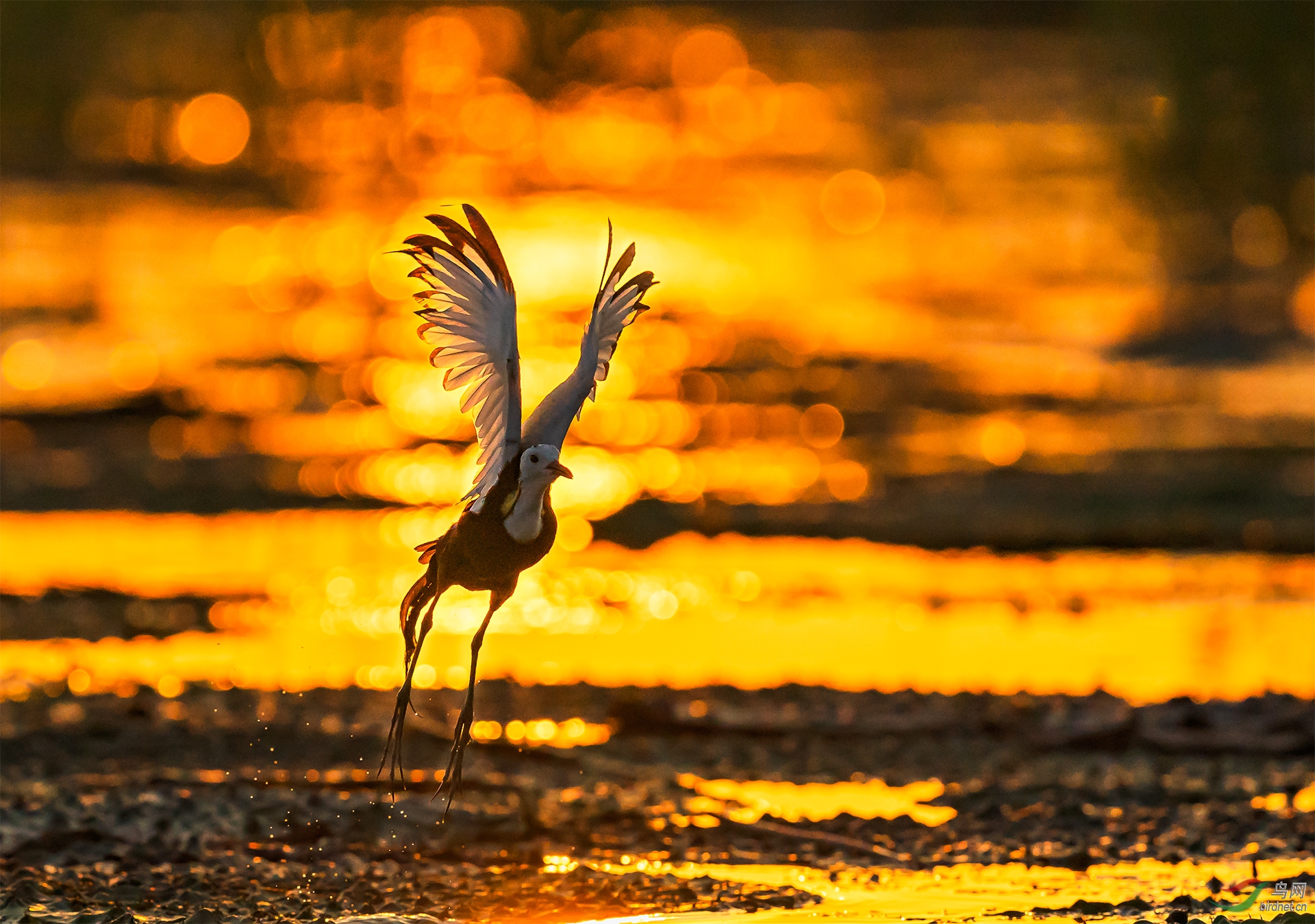 0558. 11925_�������_С������ʵҰ������.jpg