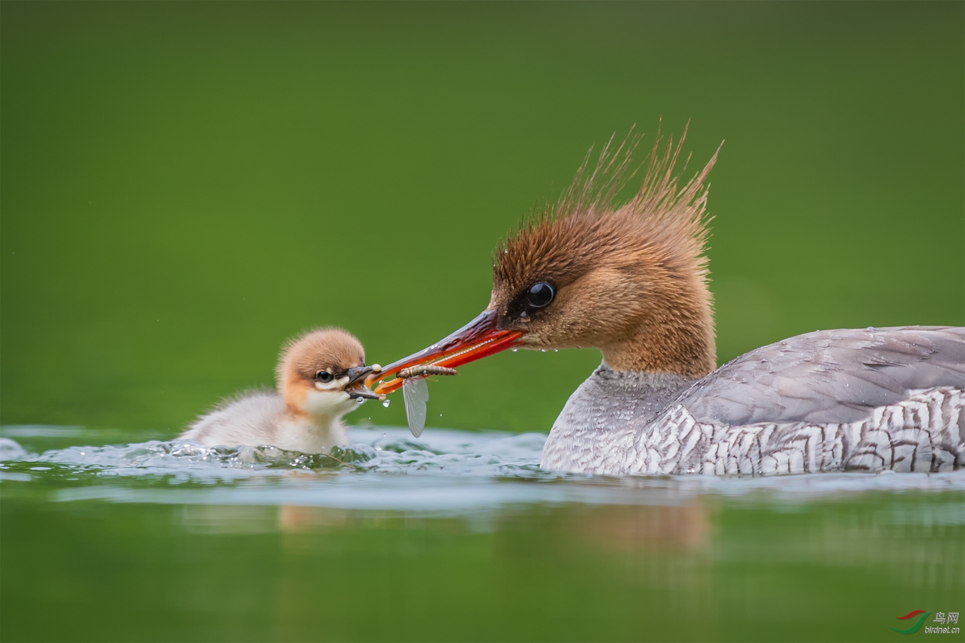 0579. 11968_�����������_��ʵҰ������.jpg