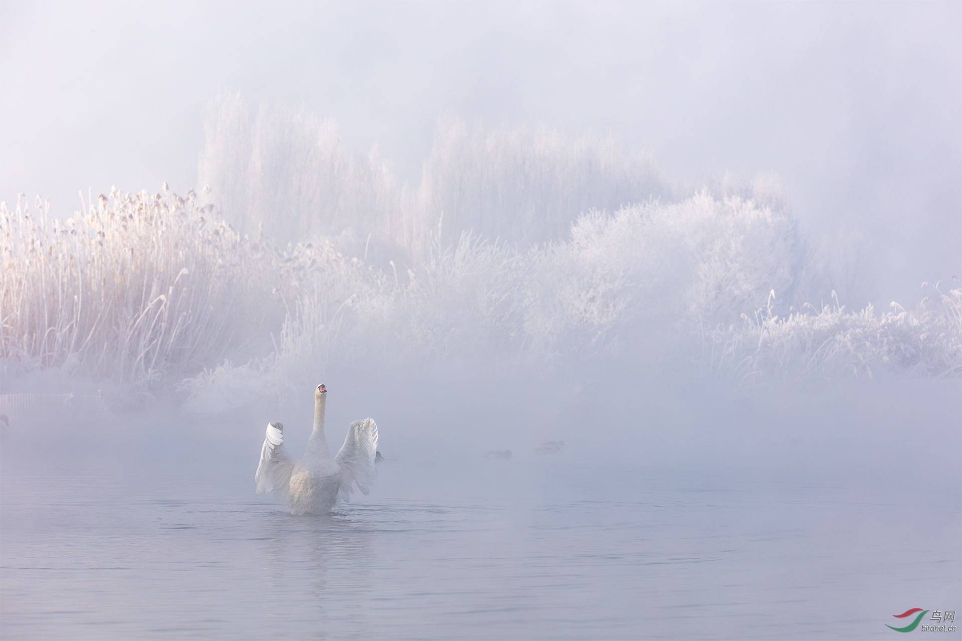 0584. 11973_��ԡ����_��ʵҰ������.jpg