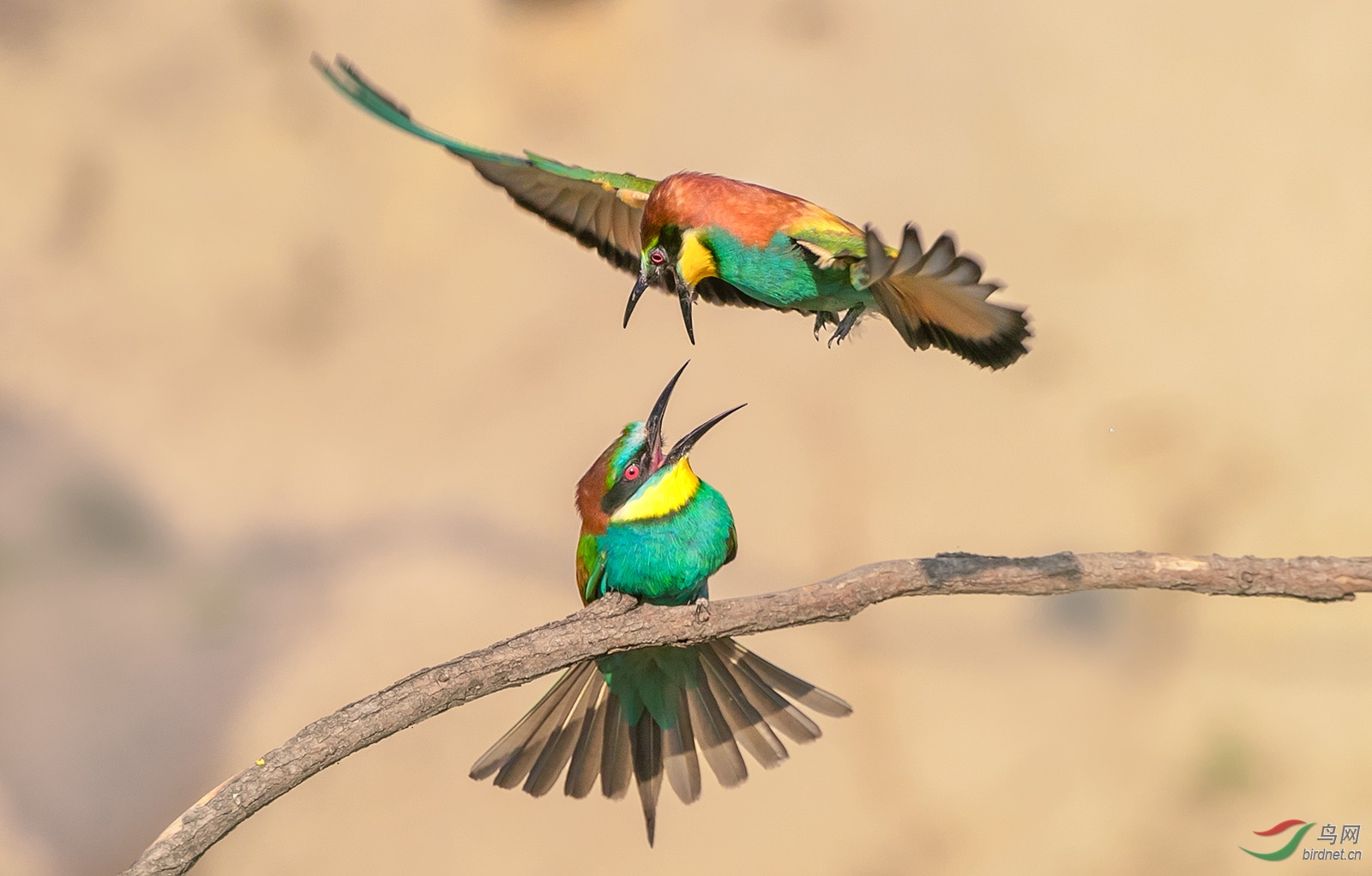 1168.��ͣRichard LiBee-eaters fight2.jpg