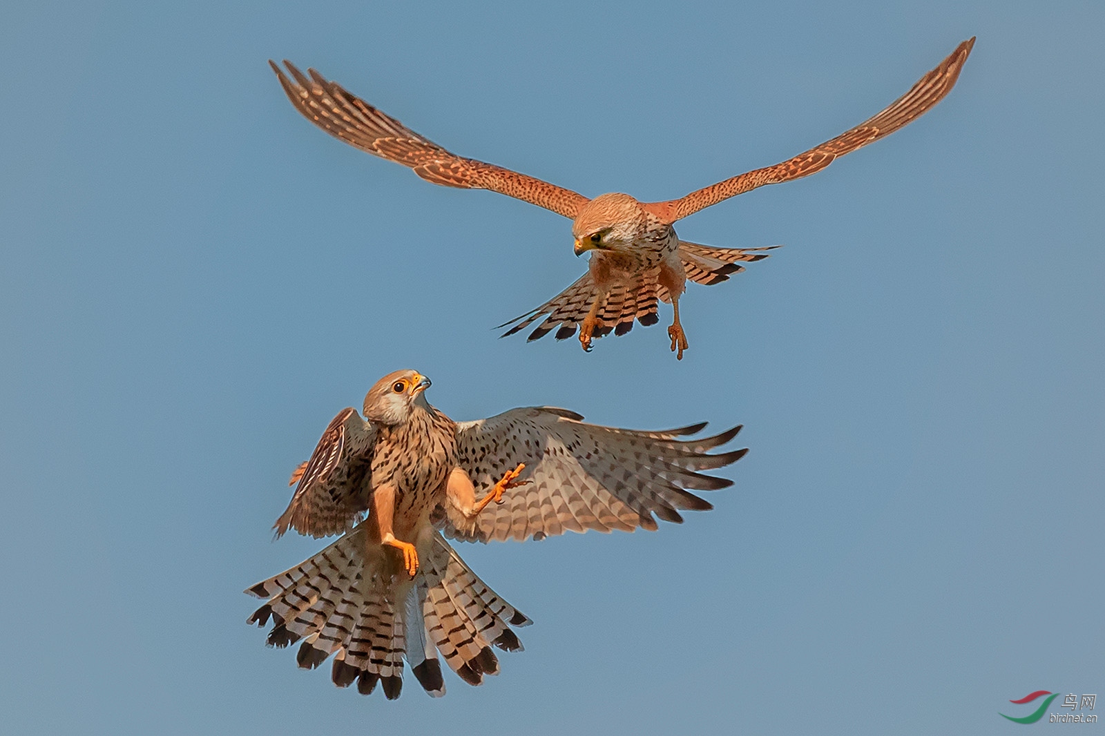 1532.���н�����Richard Likestral fight.jpg