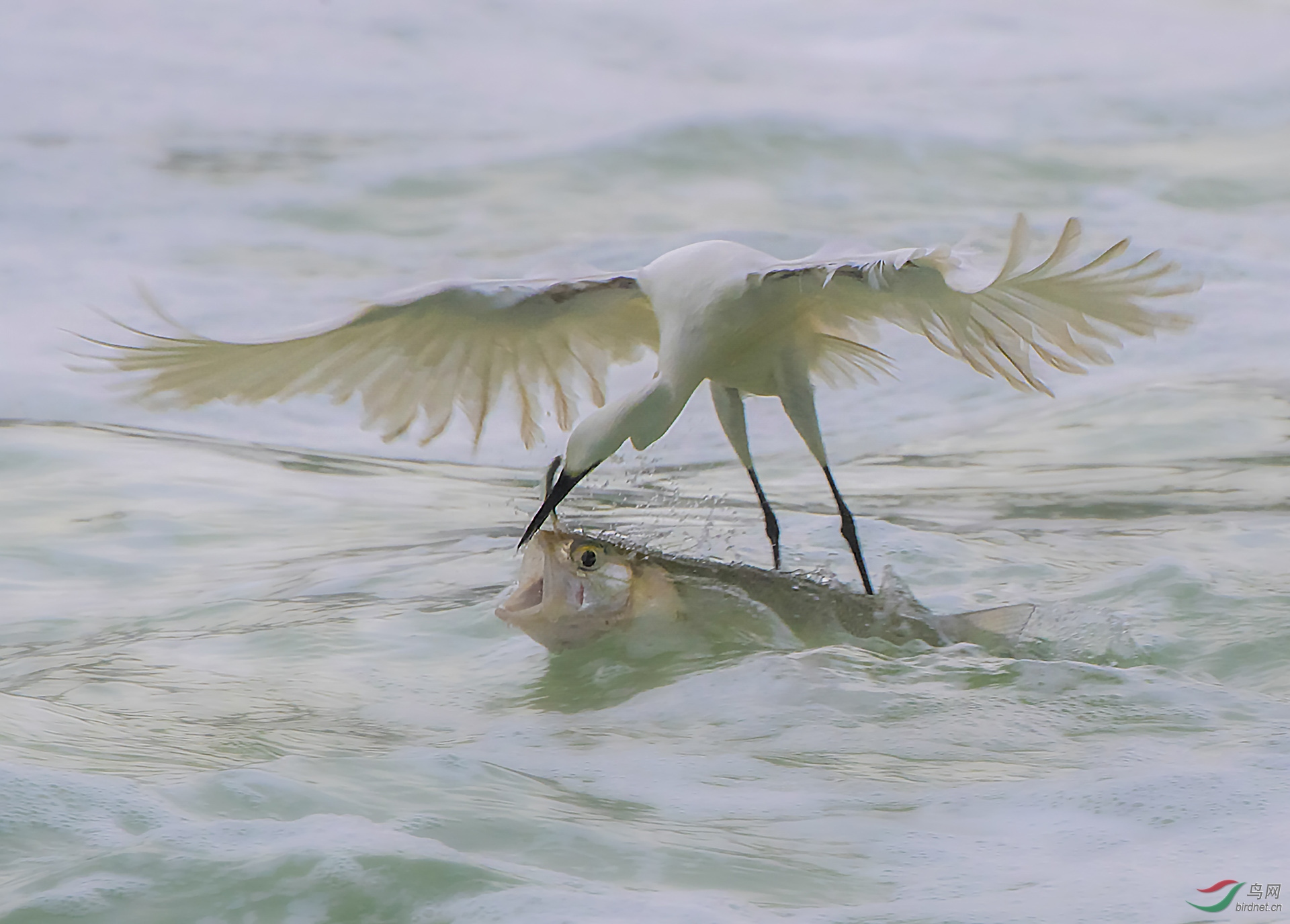 0522. 11849_��ڶ���_��ʵҰ������.jpg