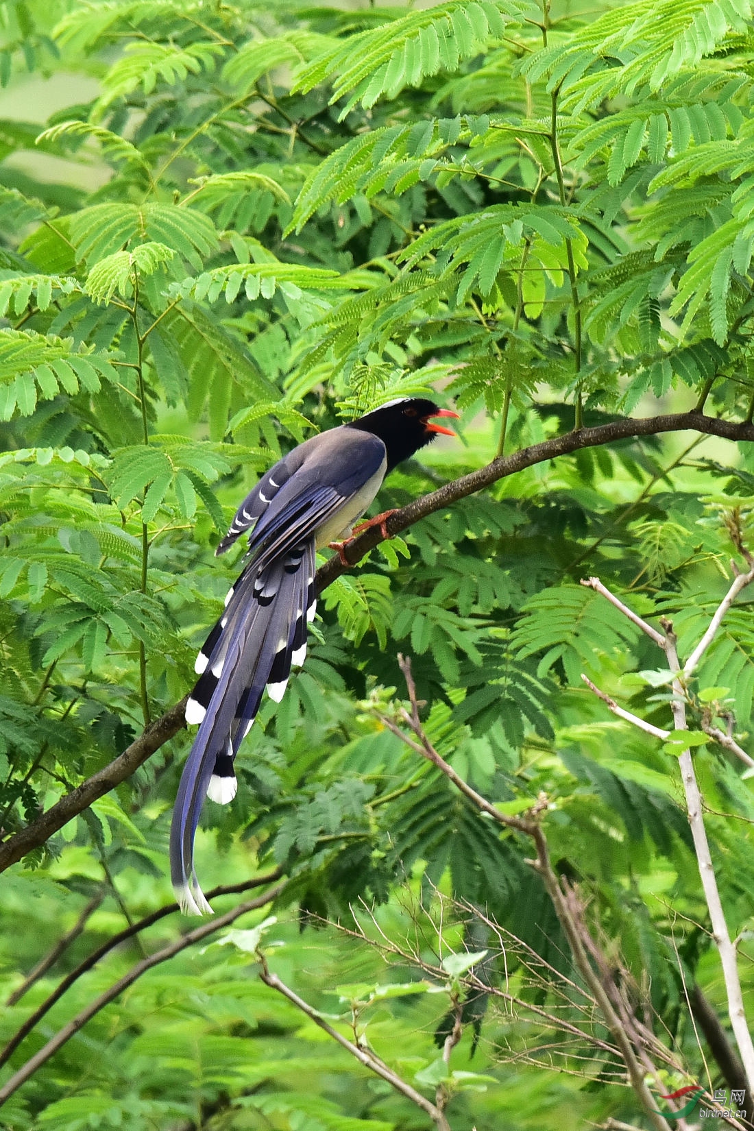 DSC_0800.JPG