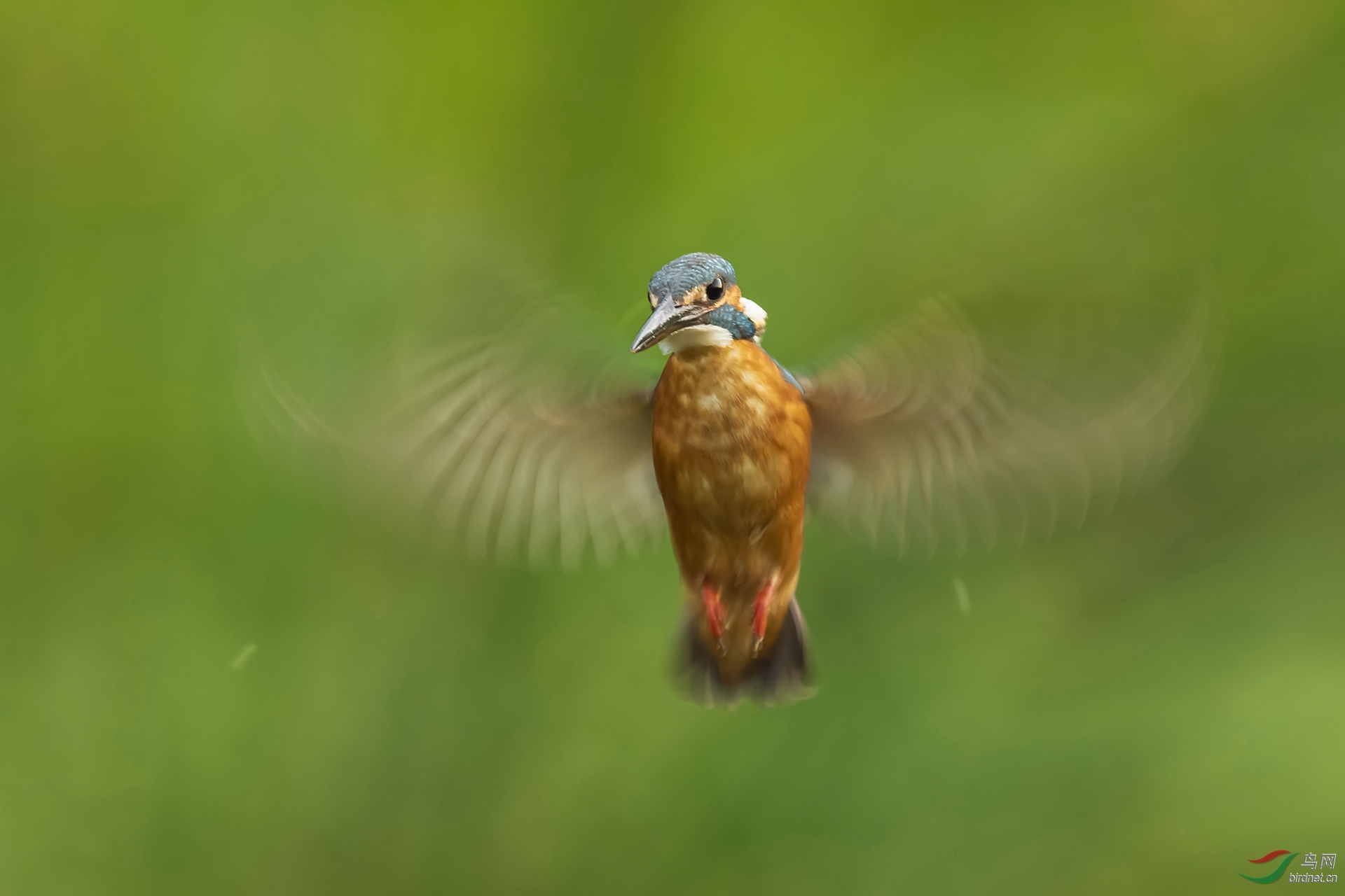 0027. 10689_��ͣ_��ʵҰ������.jpg