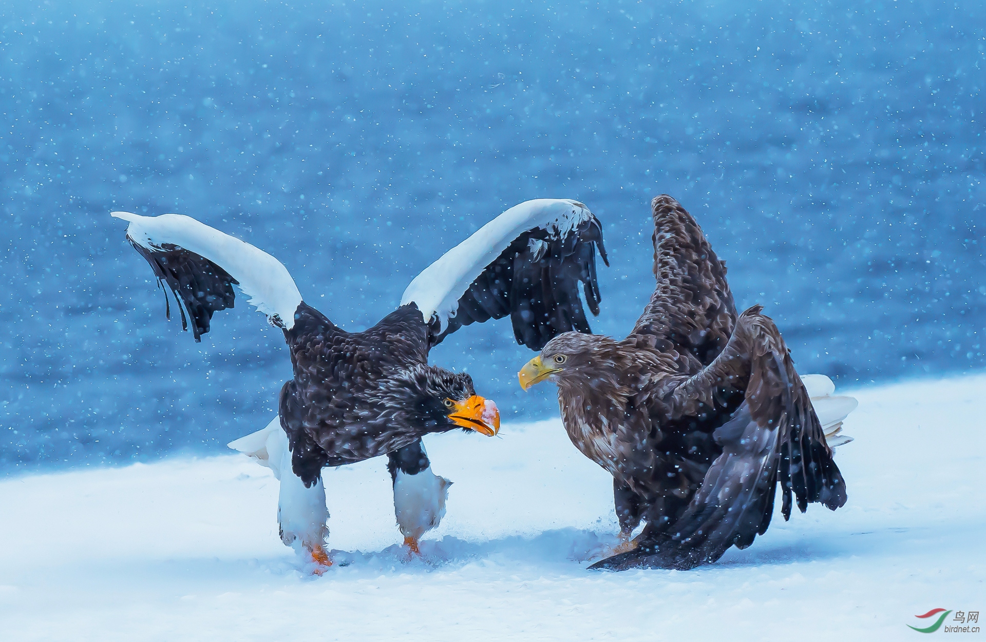 0032. 10704_����_��ʵҰ������.jpg