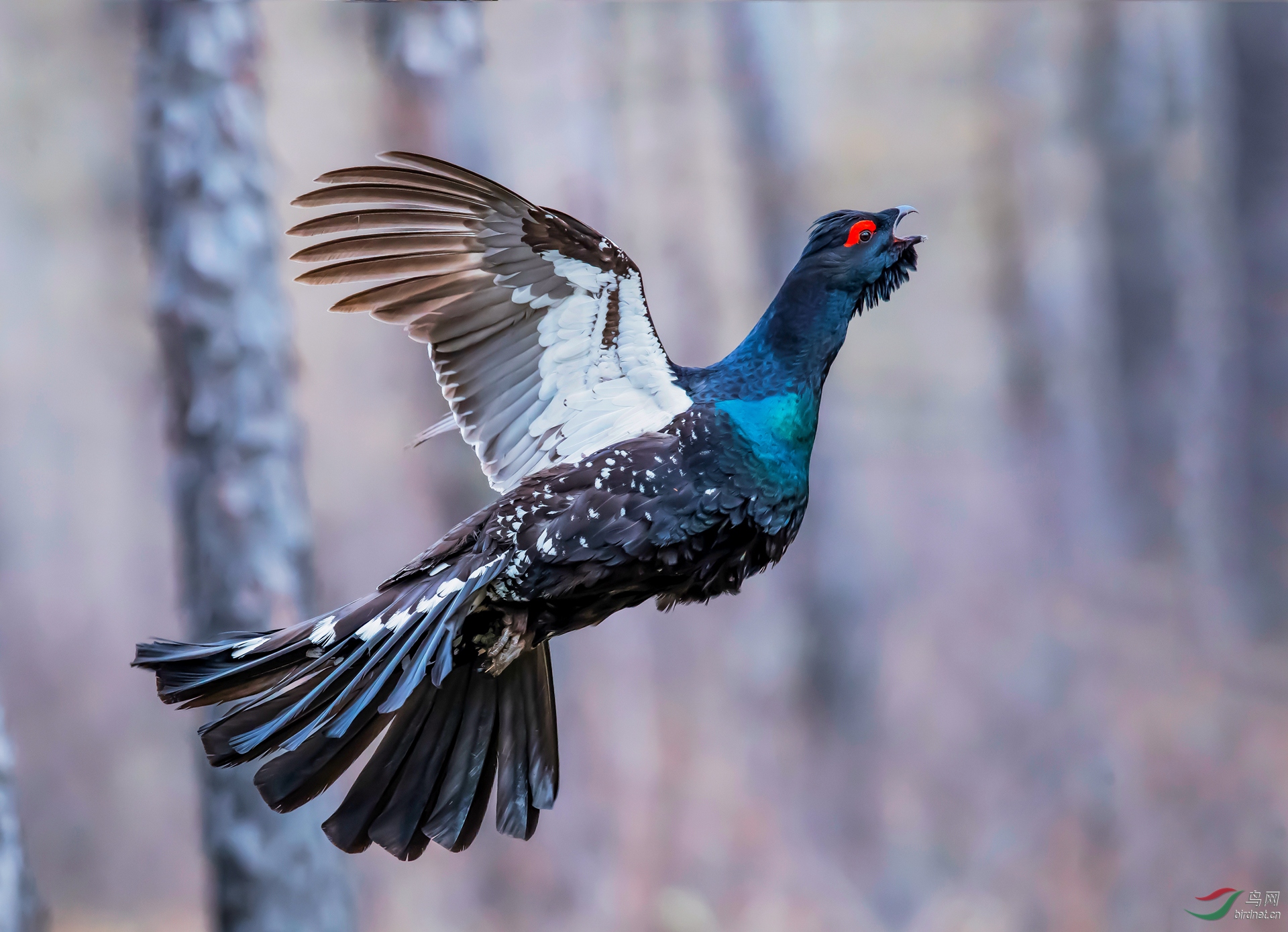 0033. 10705_����_��ʵҰ������.jpg