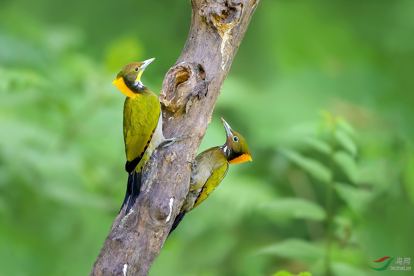 0097. 10831_����ͬ��_��ʵҰ������.jpg