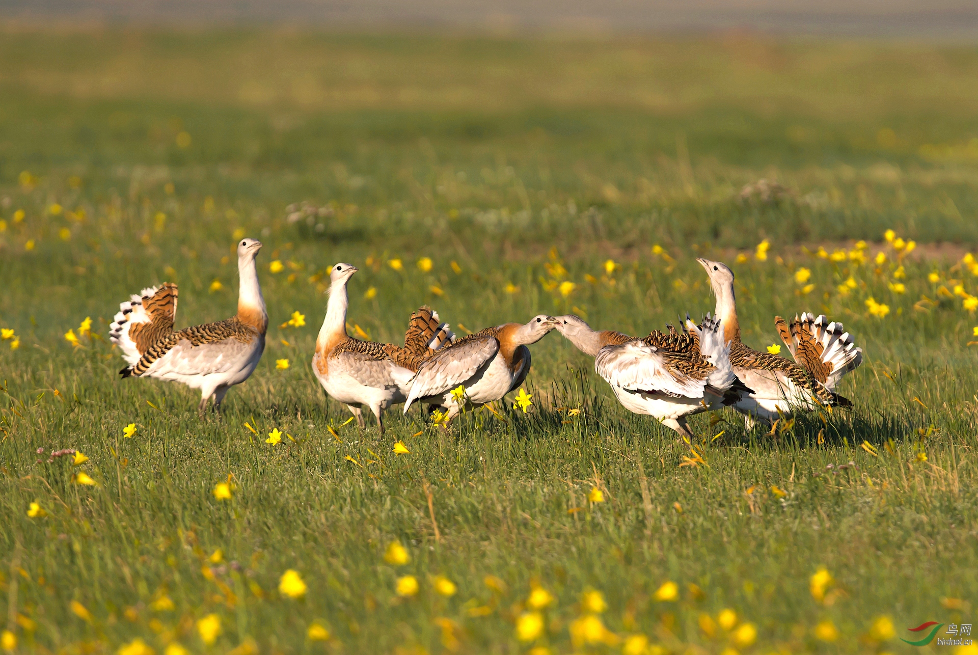 0077. 10781_�����̨��_��ʵҰ������.jpg