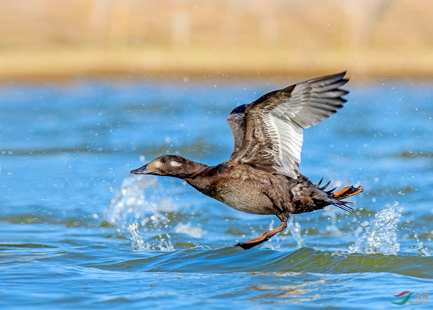 0113. 10867_����ֱ׷_��ʵҰ������.jpg