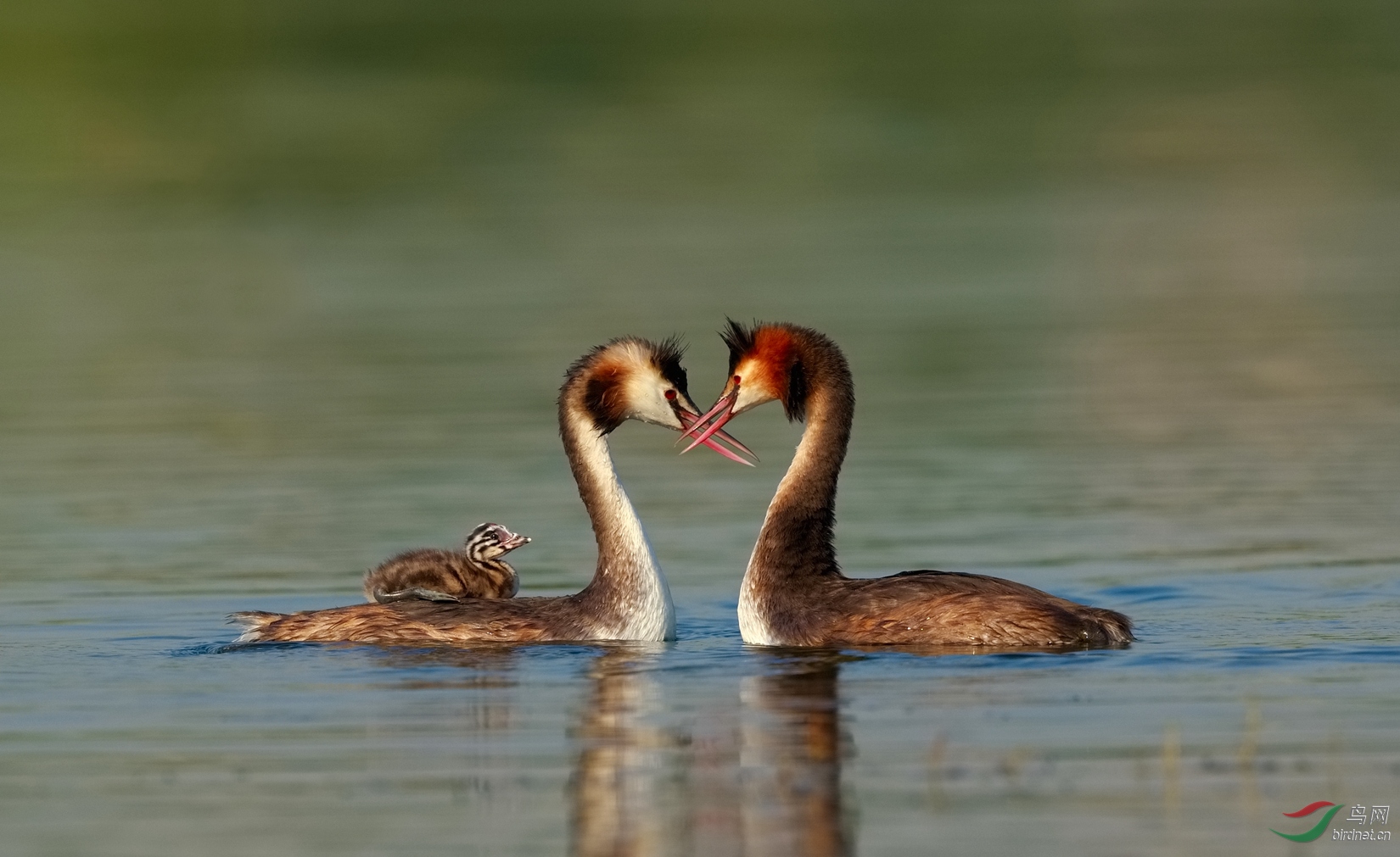 0154. 10973_���ź���ȥ����_��ʵҰ������.jpg