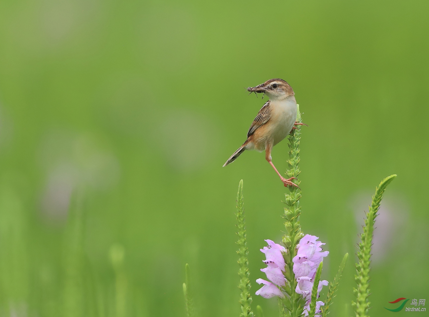 0163. 11014_����βݺ��ʳ��֮�ȳ�_��ʵҰ������.jpg