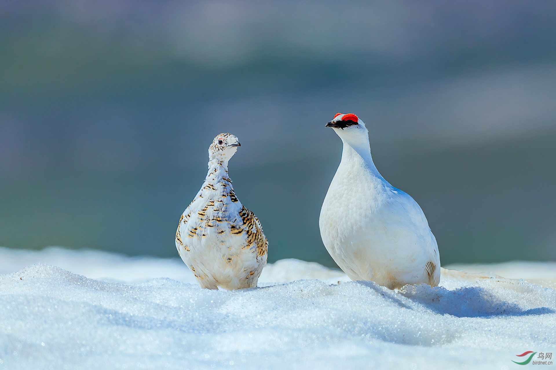 0196. 11124_��������_������-�����ʵҰ������.jpg