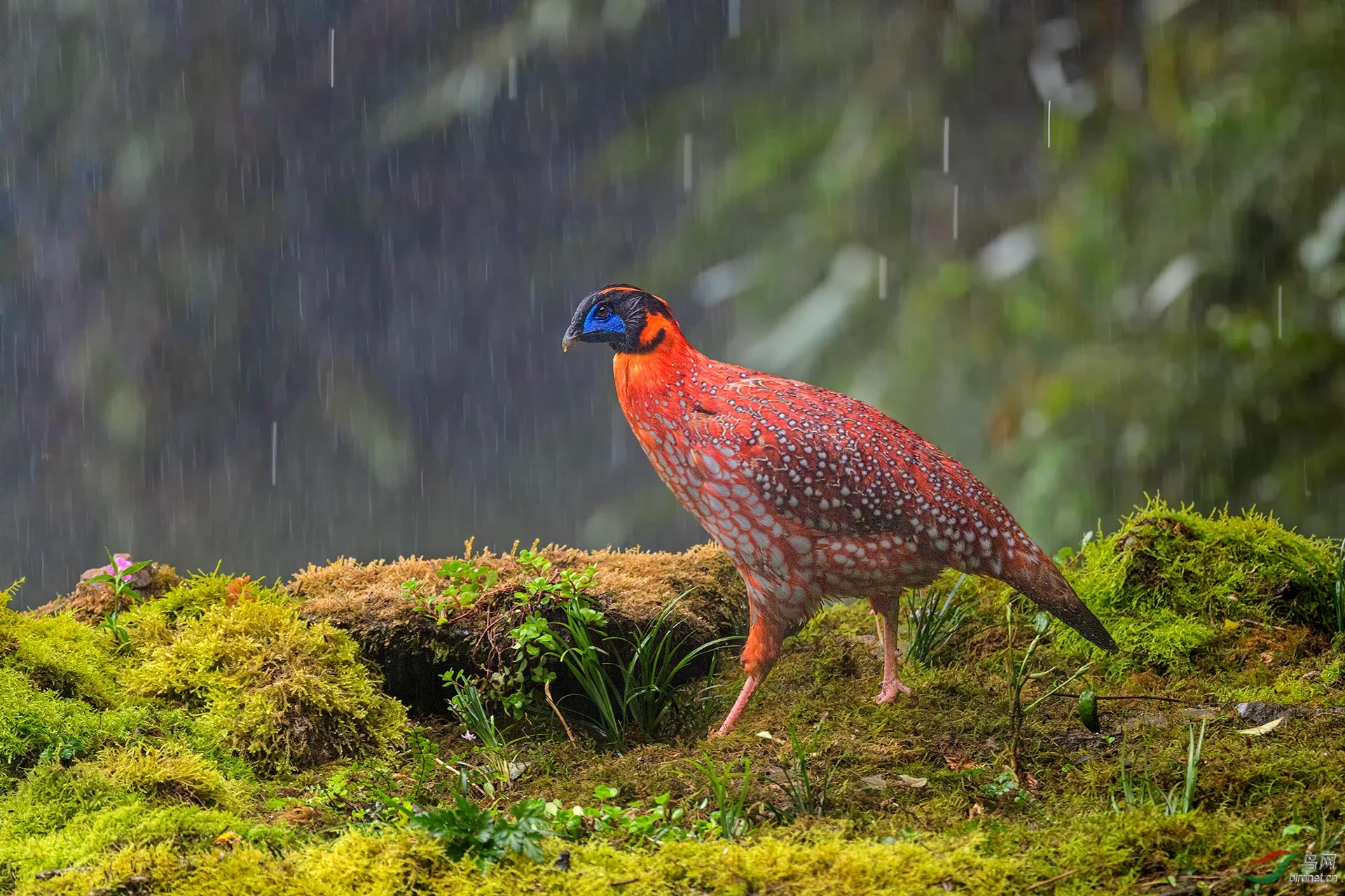 0247. 11225_�츹����_��-��ʵҰ������.jpg