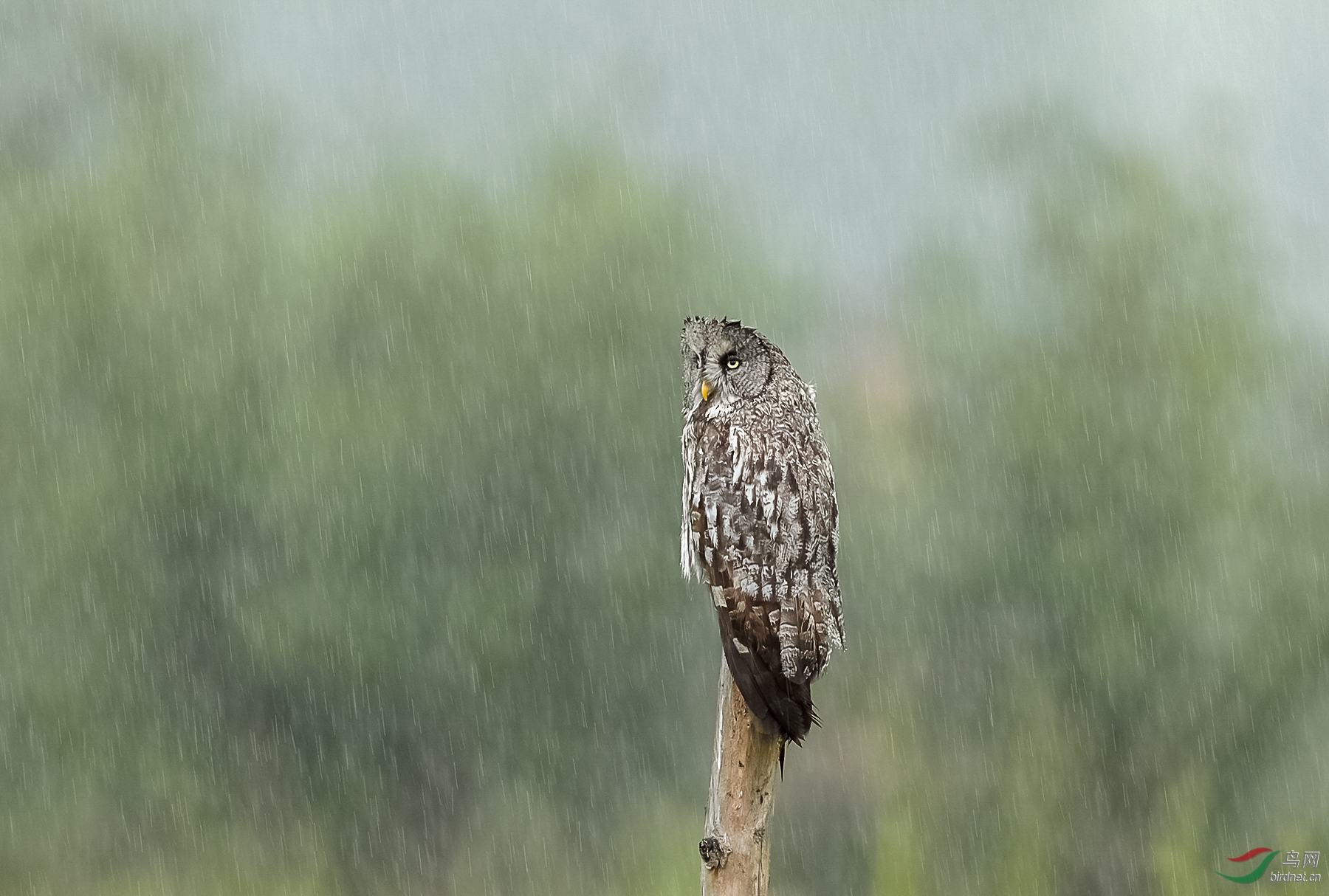 0228. 11183_������_��ʵҰ������.jpg