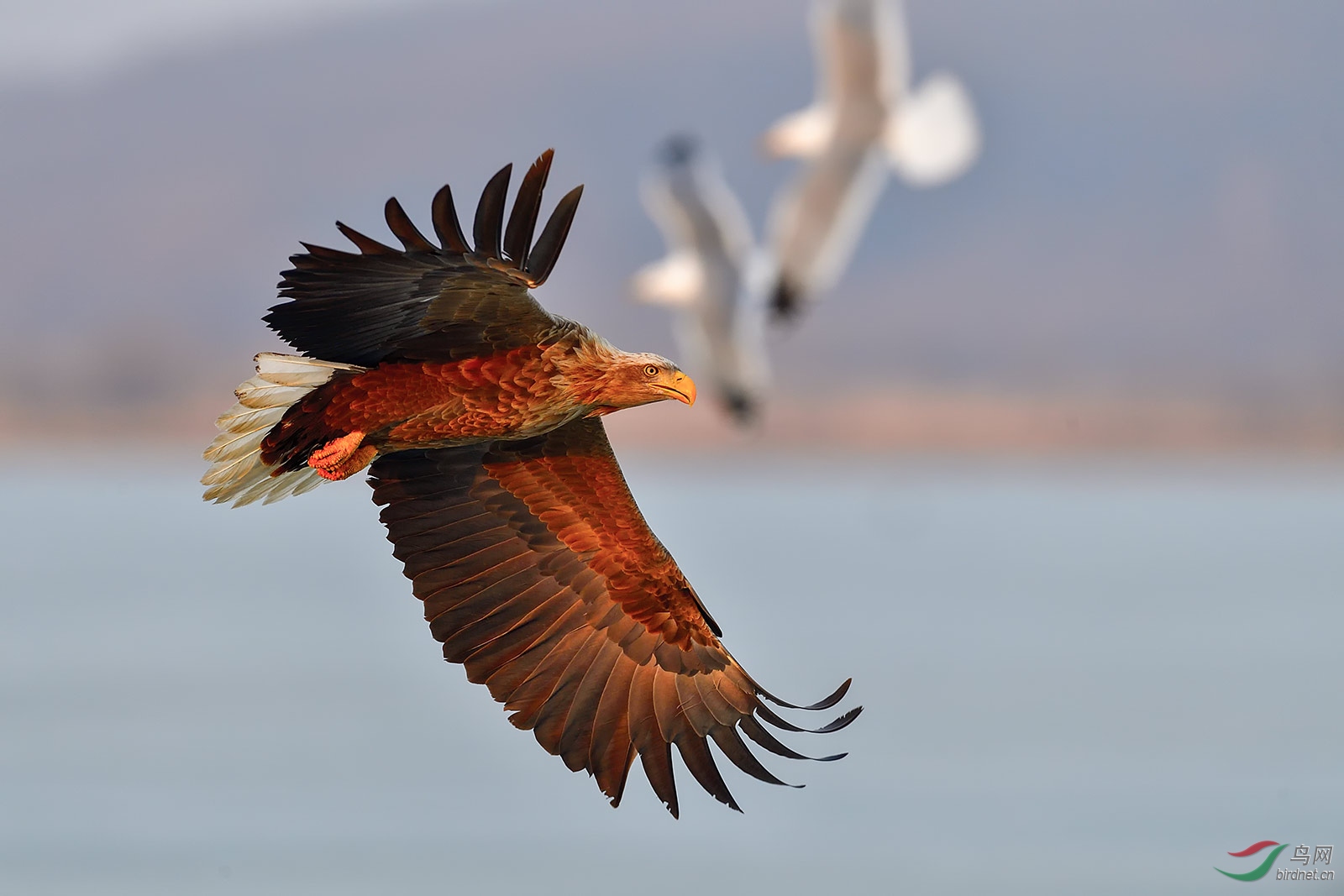 0279. 11289_��β����_��ʵҰ������.jpg