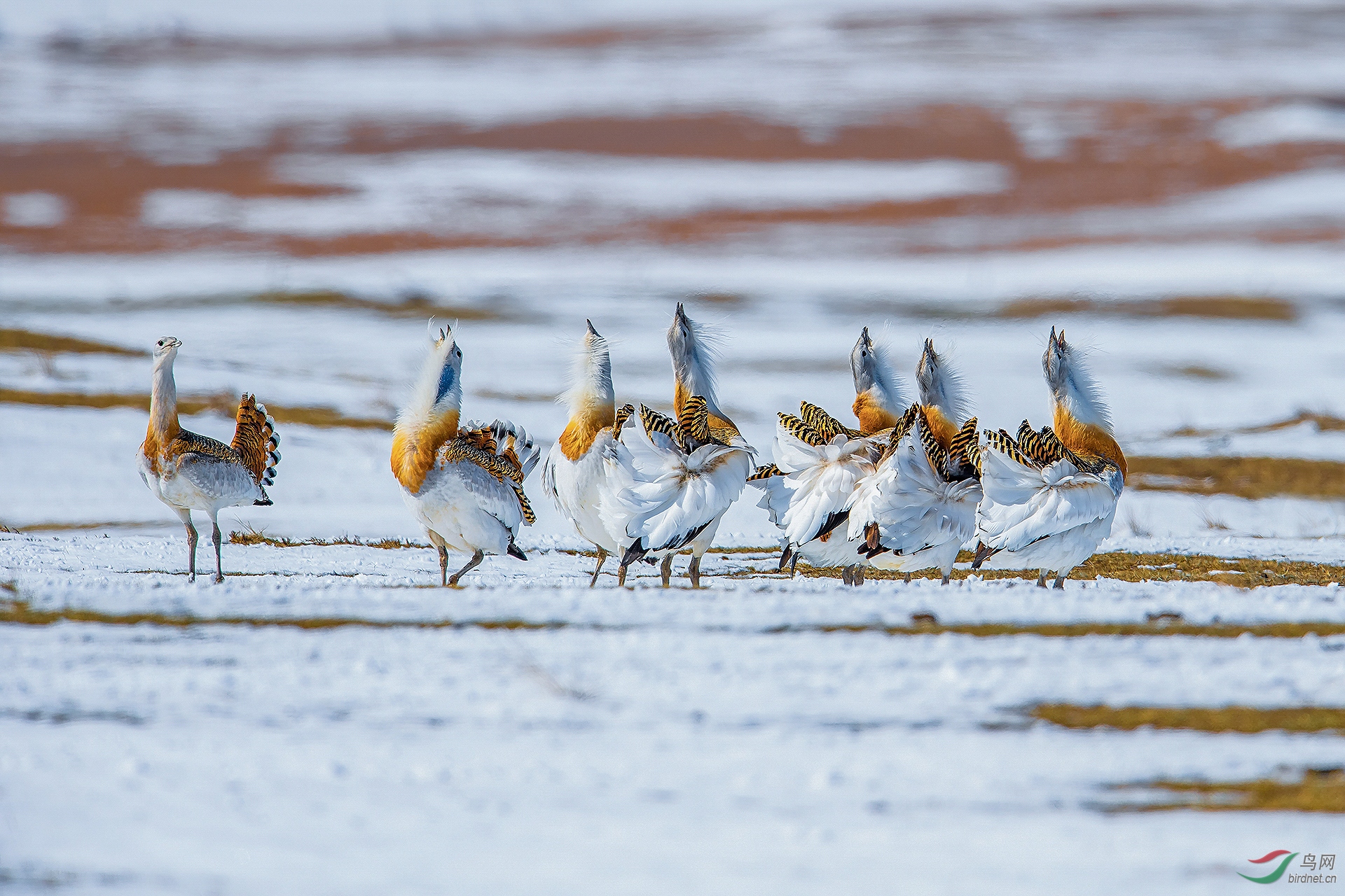 0269. 11264_ͬһ�׸�_��ʵҰ������.jpg