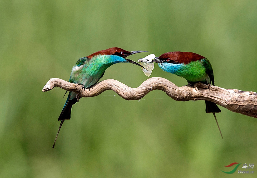 0298. 11349_�����仢---����ĺǻ�_��ʵҰ������.jpg