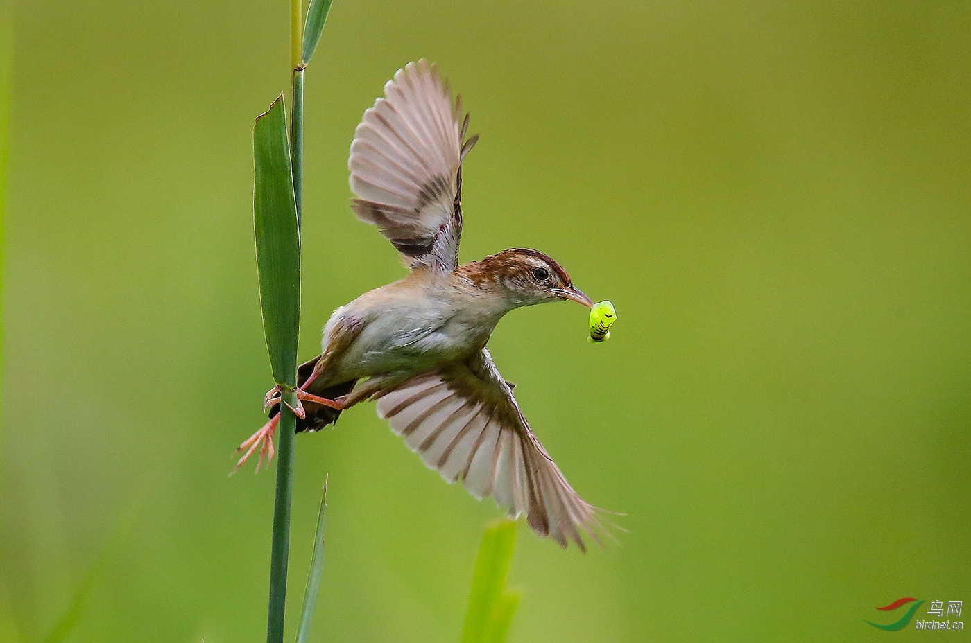 0336. 11408_��ʳ_��ʵҰ������������.jpg