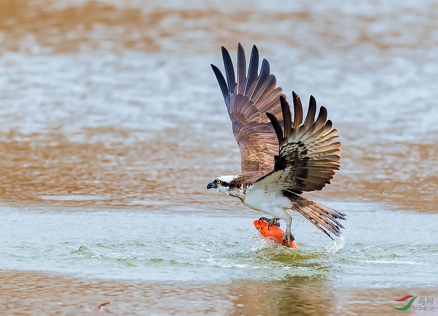 0303. 11361_�ɹ�����_��ʵҰ�����������㲮.jpg