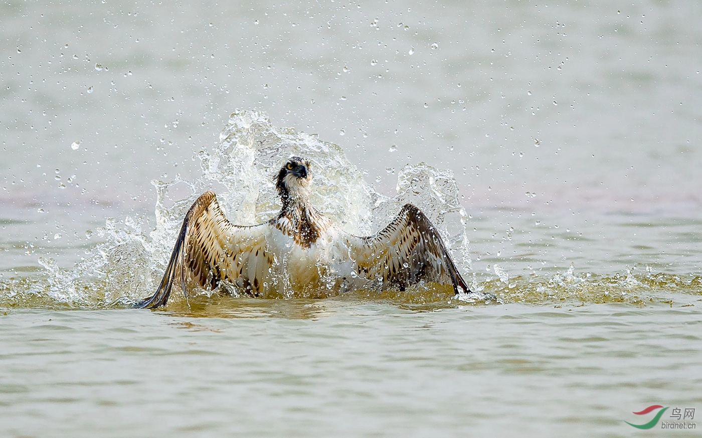 0308. 11366_ˮ�з���_��ʵҰ�����������㲮1.jpg