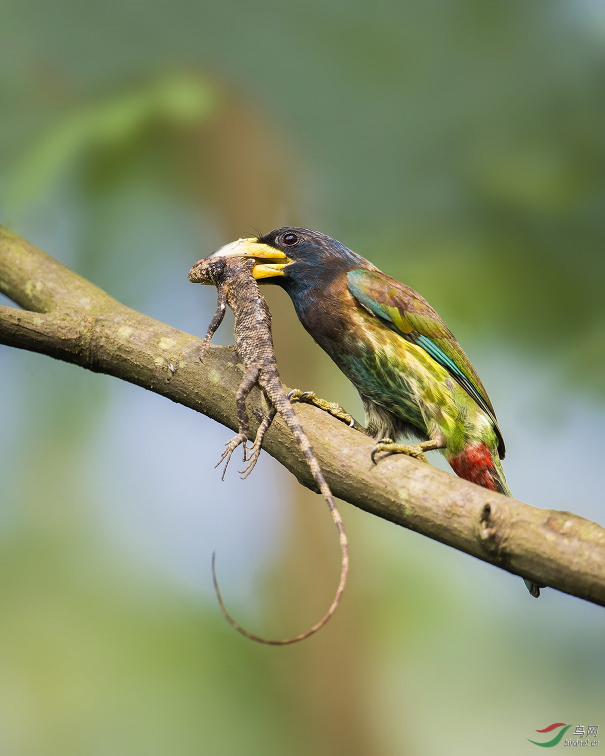 0350. 11426_���ջ�_��ʵҰ�������ʯ��ʿ.jpg