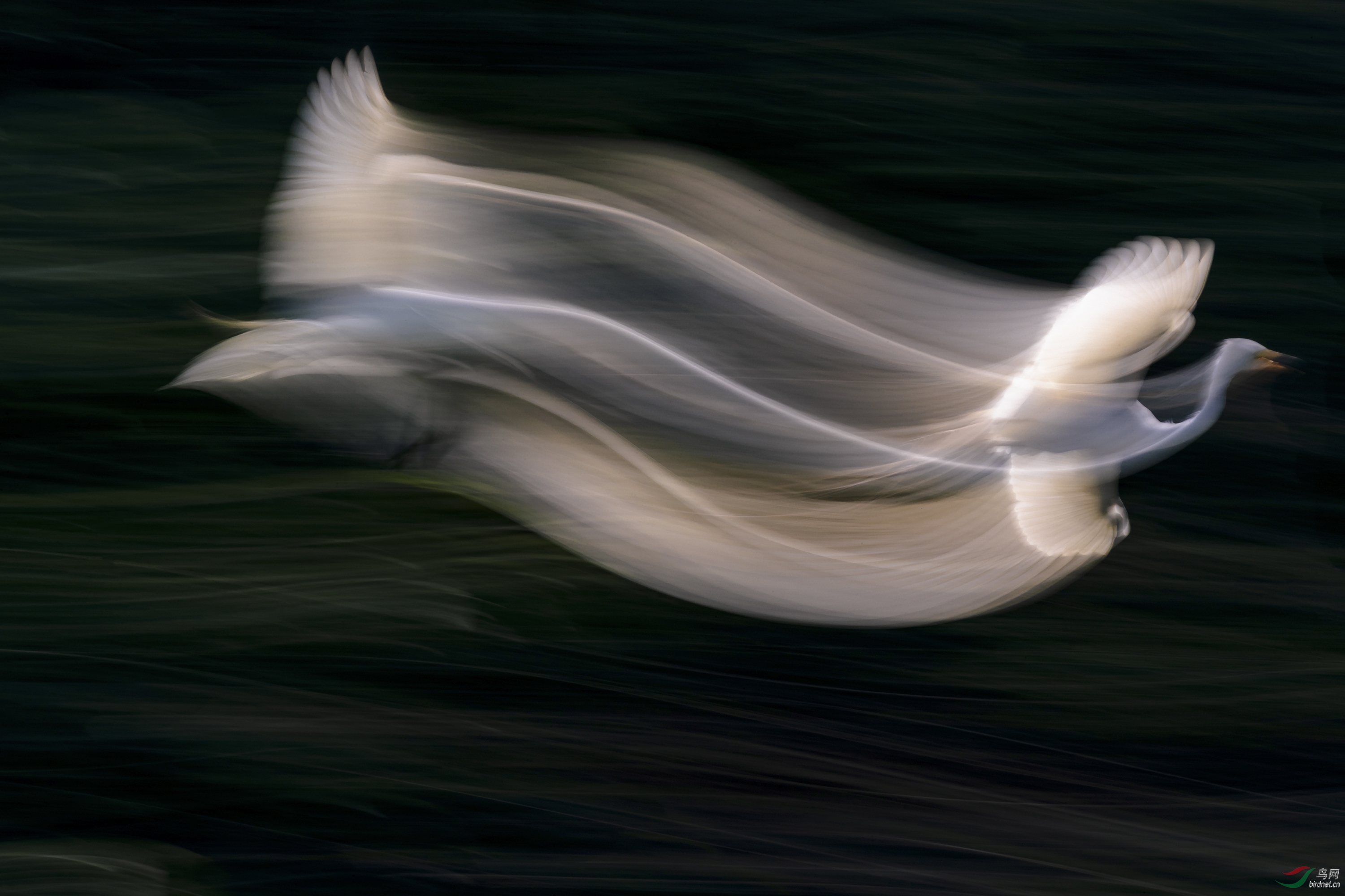 0358. 11444_��������_��ʵҰ������.jpg