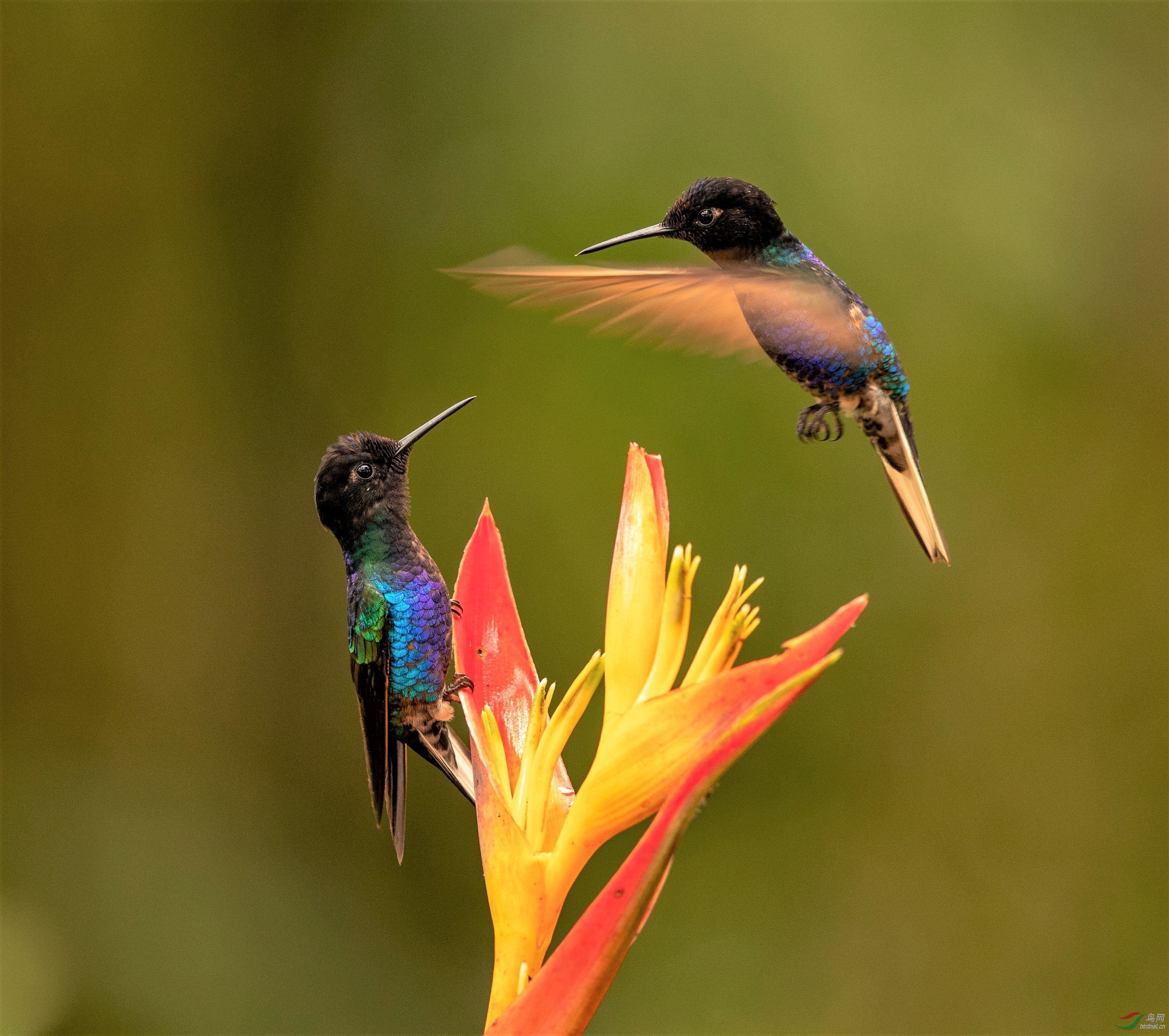 0370. 11462_������_��ʵҰ������.jpg