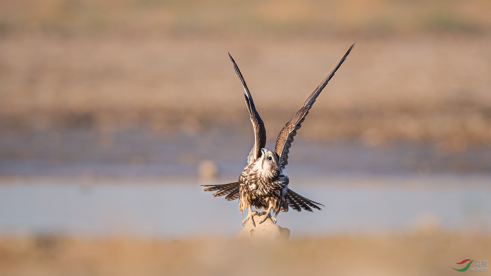 0429. 11594_��ָ����_��ʵҰ������.jpg