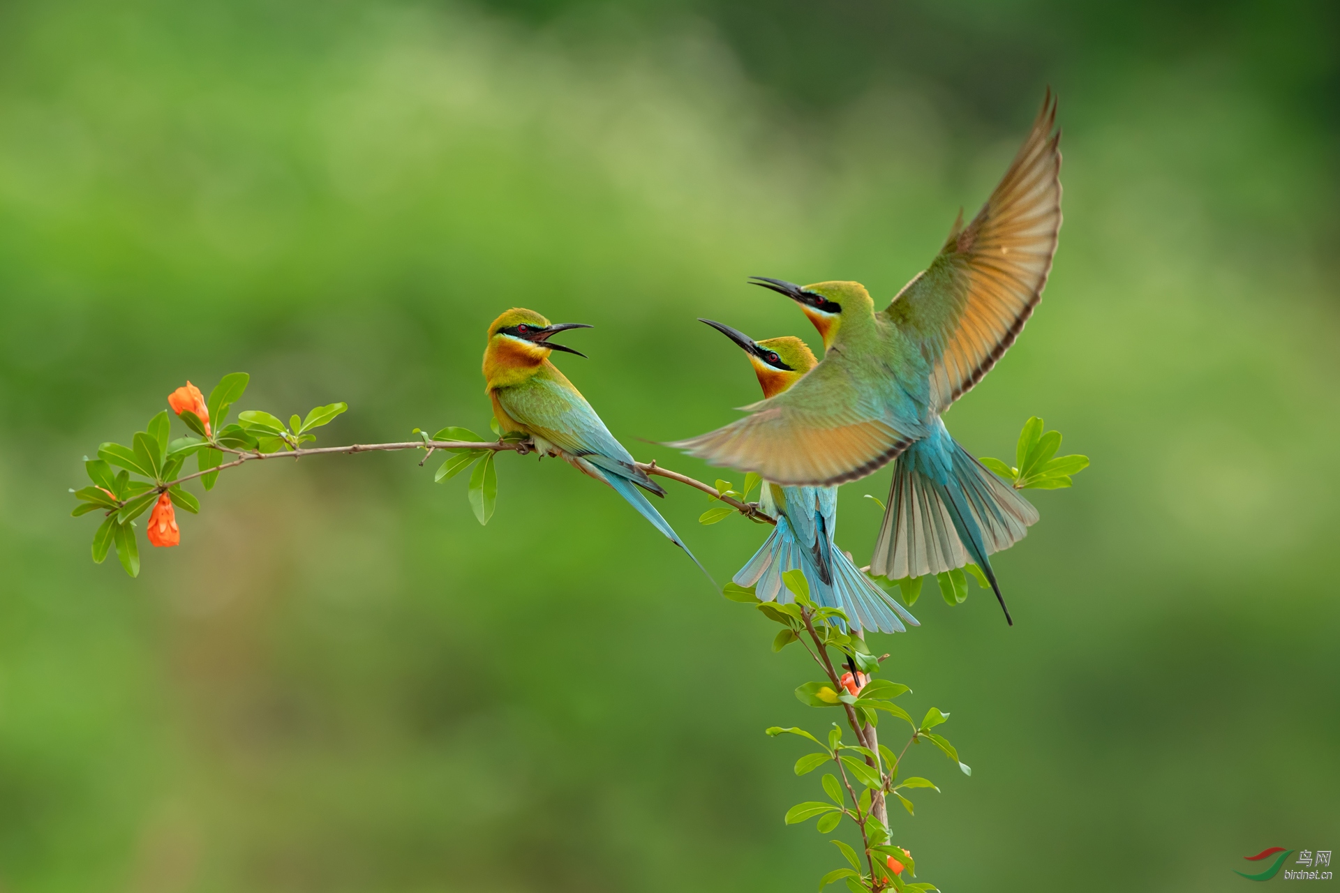 0398. 11522_����_��ʵҰ������.jpg