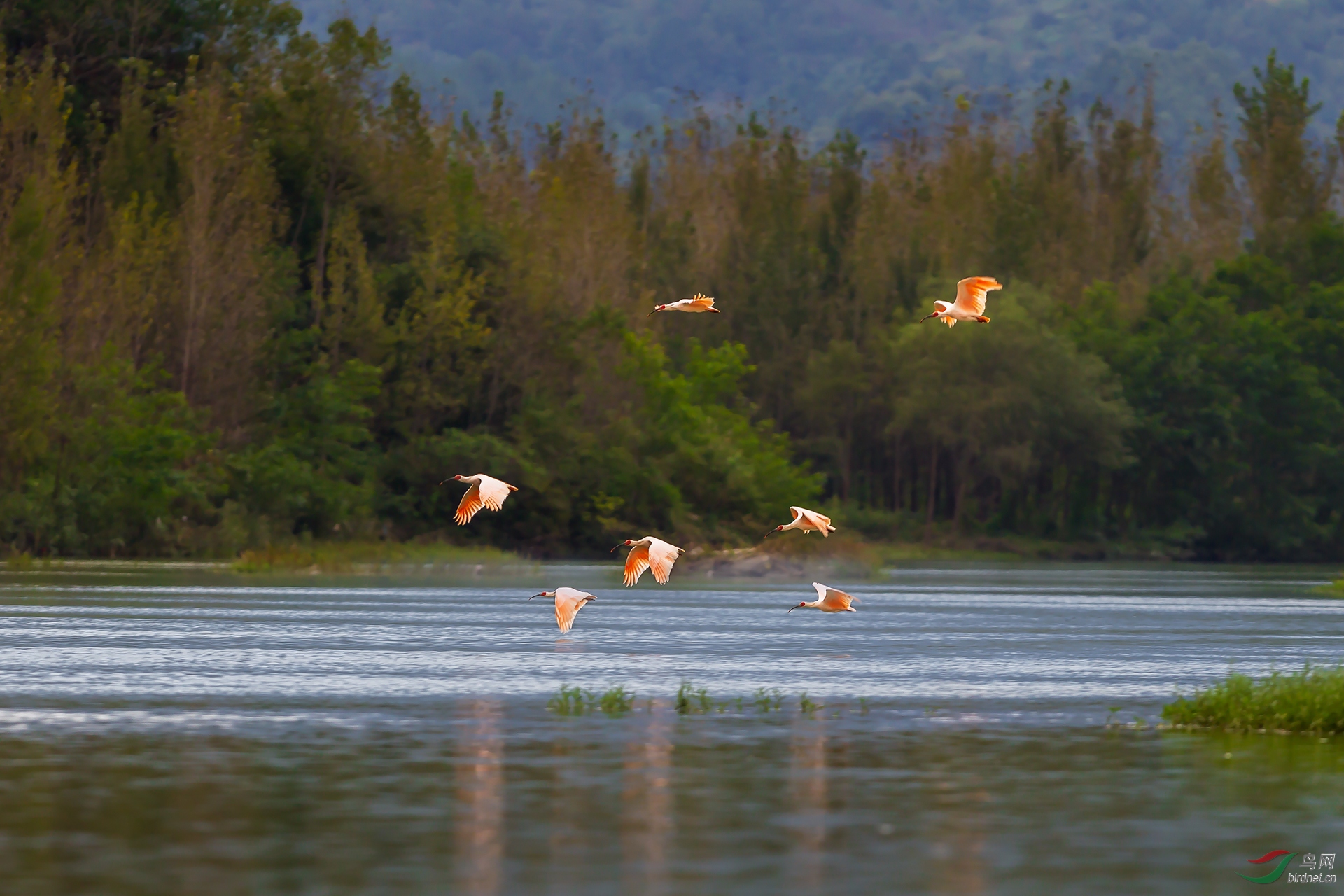 0458. 11701_������԰_��ʵҰ������.jpg