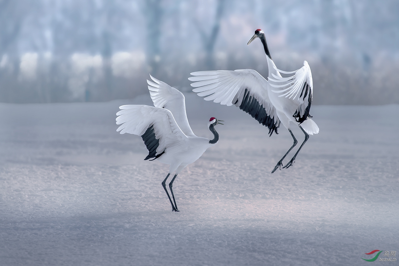 0519. 11846_ѩ������Snow crane_��ʵҰ������.jpg