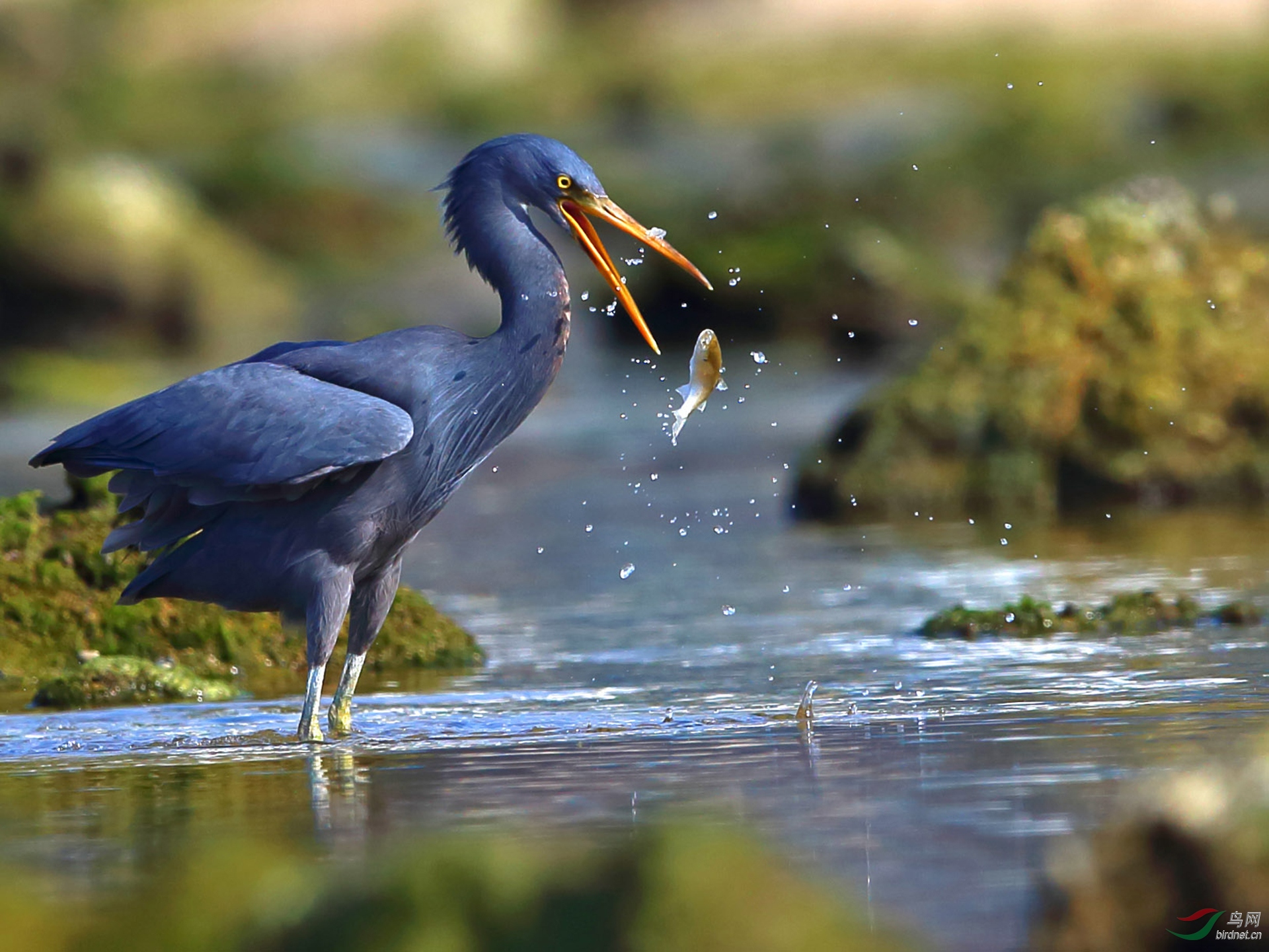 0473. 11750_�Z��֮����أ�_��ʵҰ������.jpg