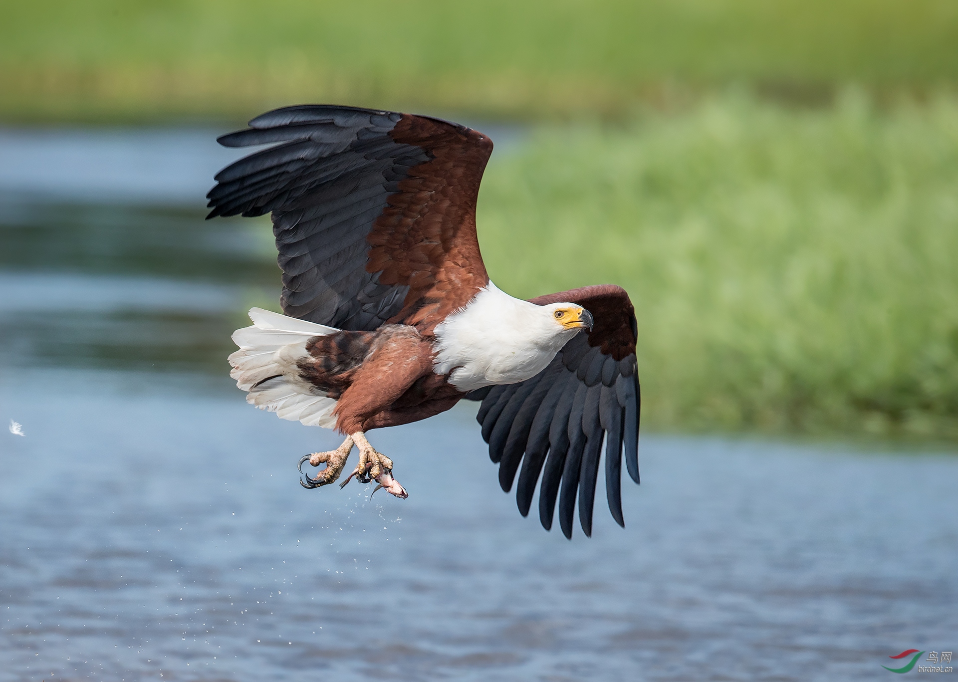 0543. 11889_ץ��С�ģ�_��ʵҰ������.jpg