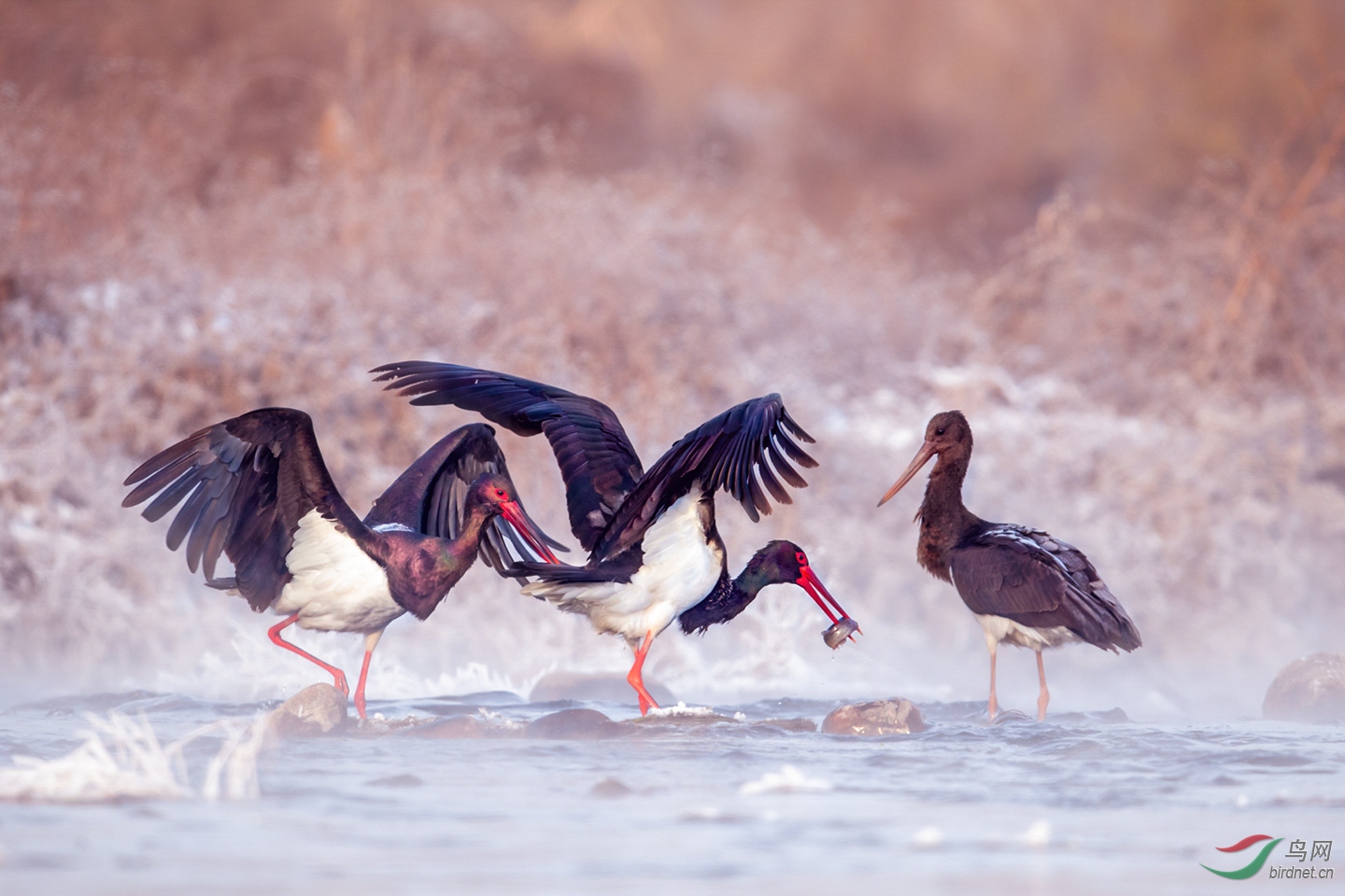 0158. 10995_��г����_��ʵҰ������.jpg