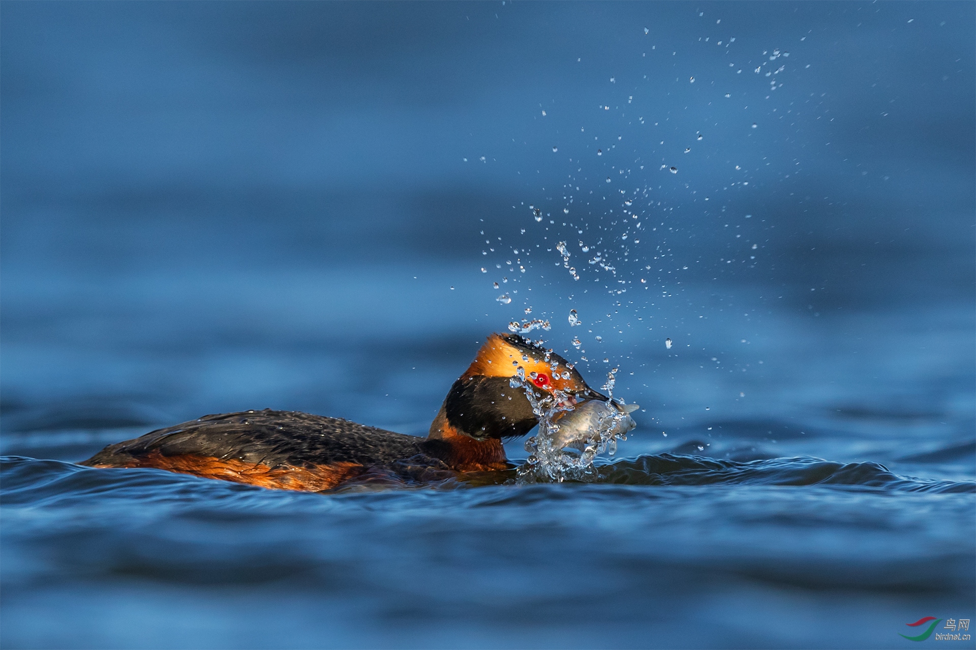 0582. 11971_��ζ_��ʵҰ������.jpg