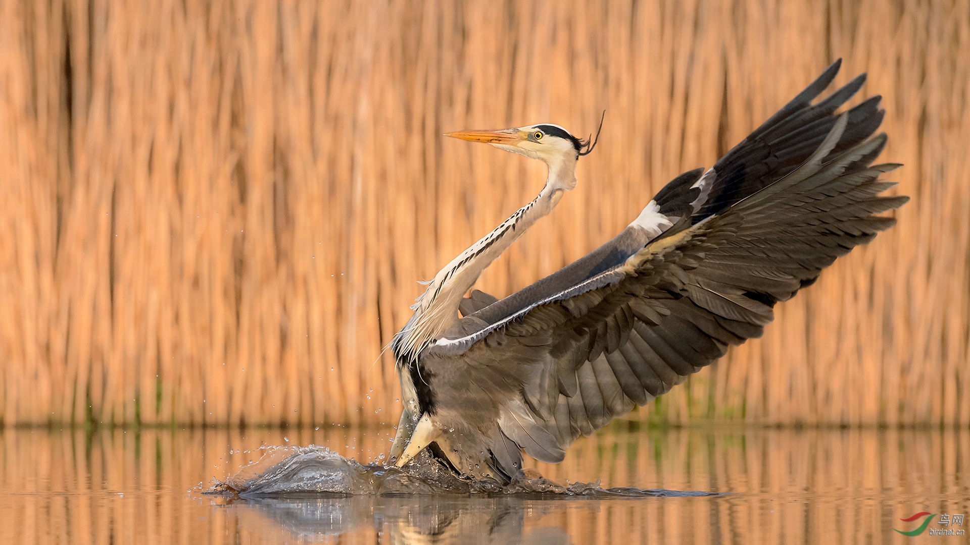 0623.Gliding on  water C1920-�����.jpg