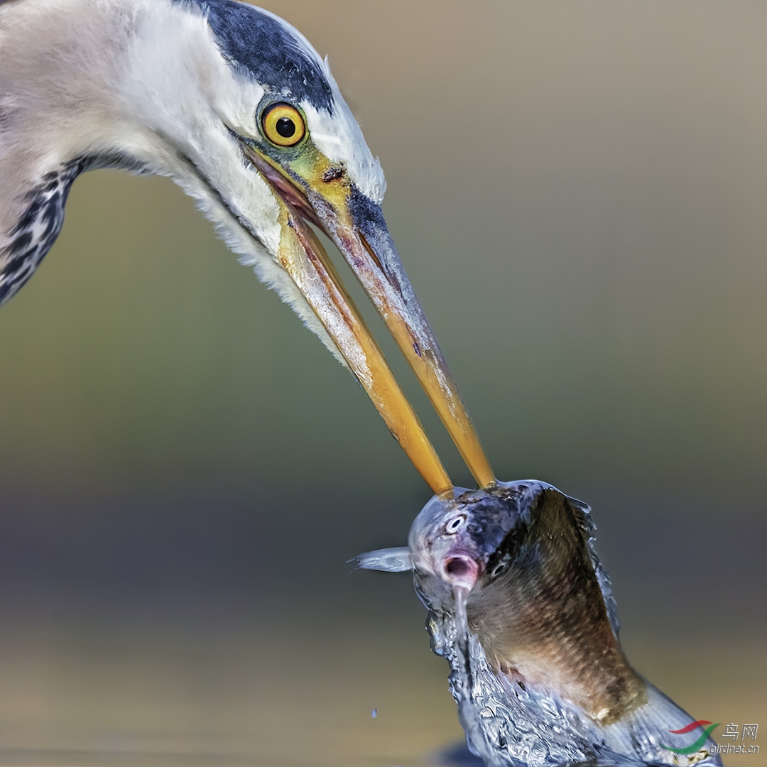 1460.����Richard Liheron hunting.jpg