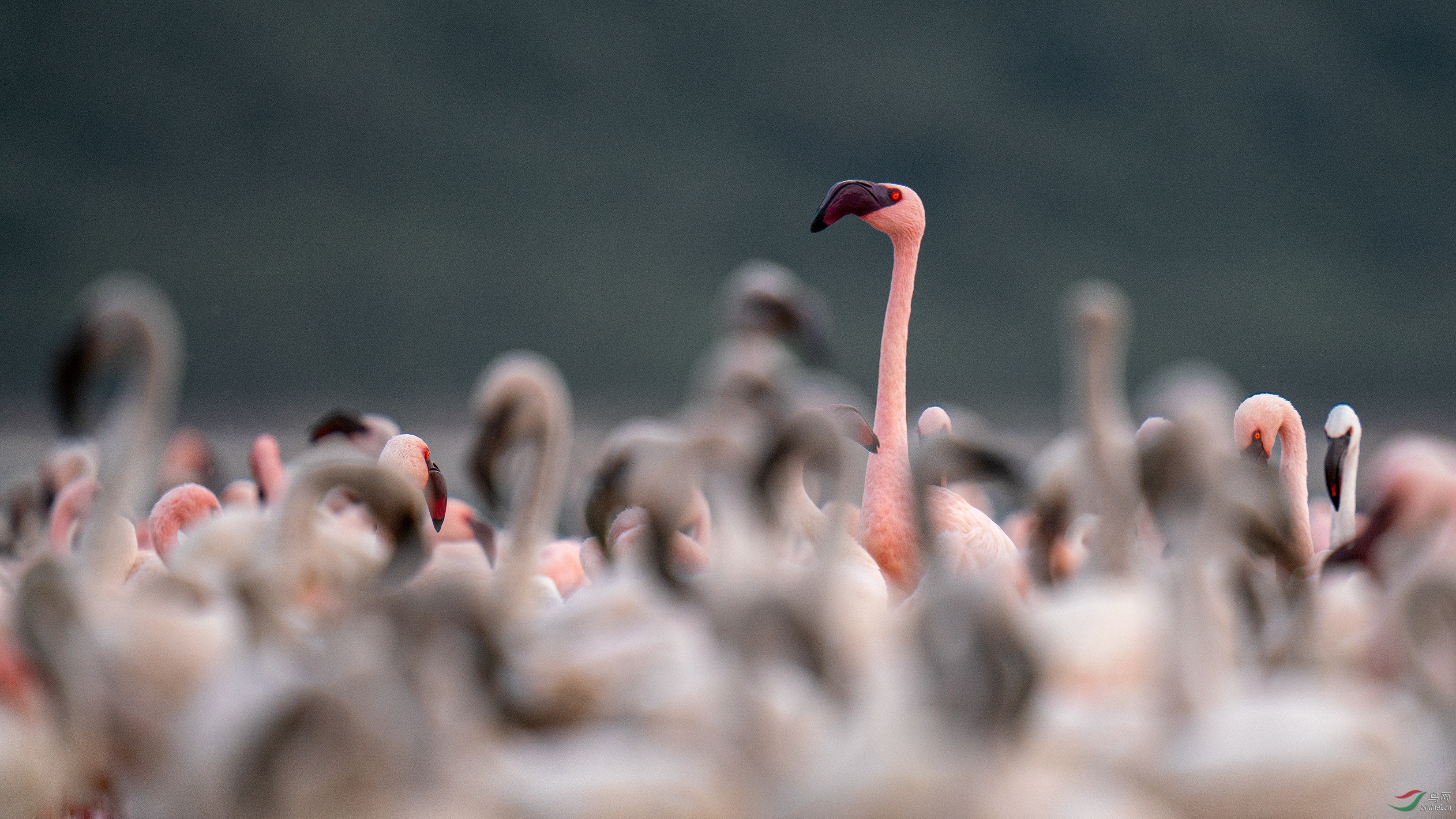 1605.����������    ���ߡ�������.jpg