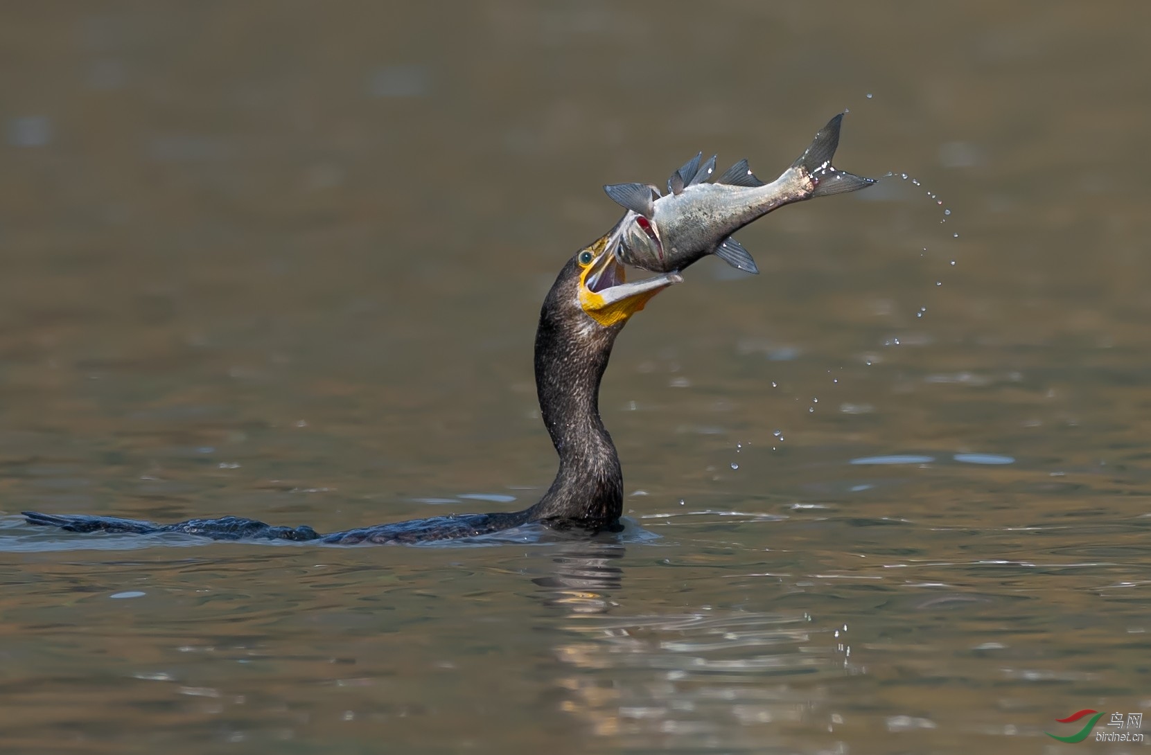 ������˲��㣡