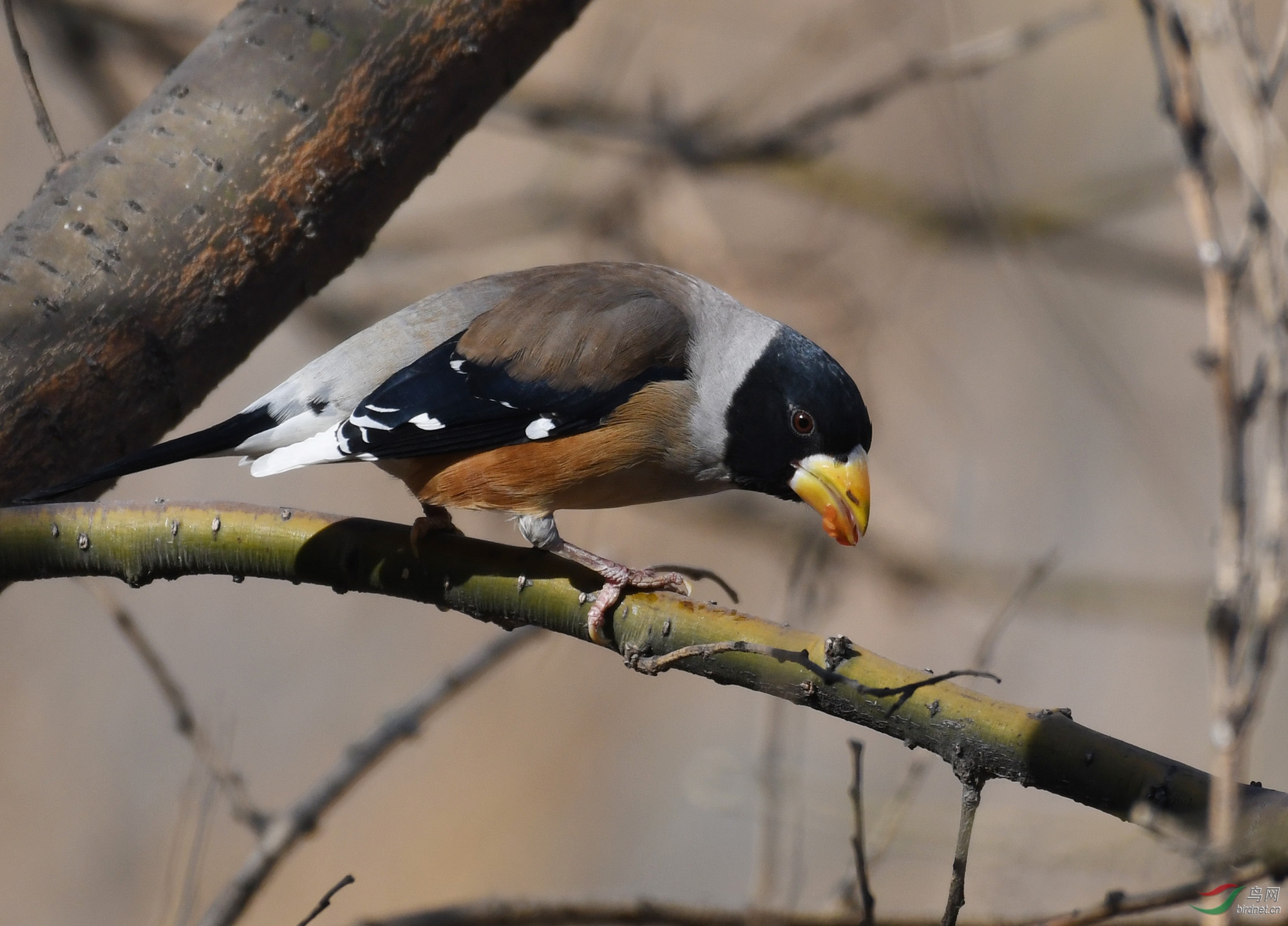 ������Ӱ 004����.jpg