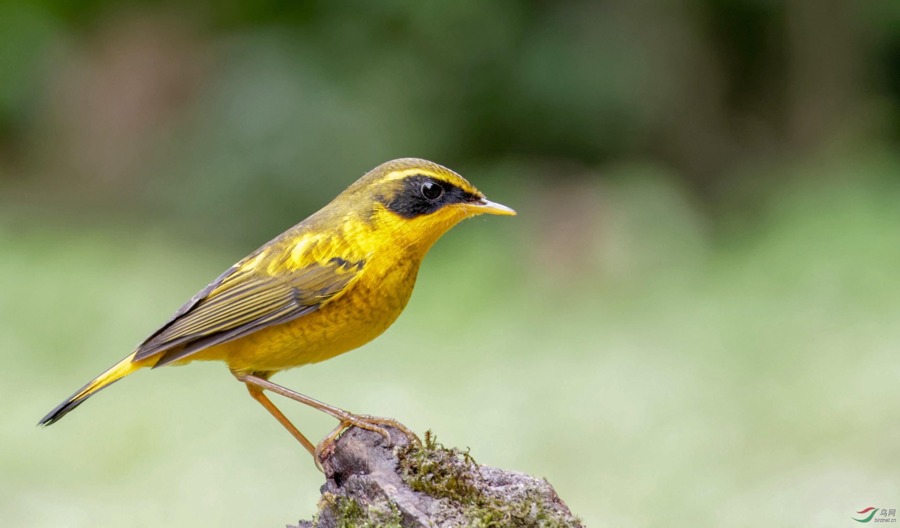 猪年收刀肉【金色林鸲】(祝贺本版佳作!