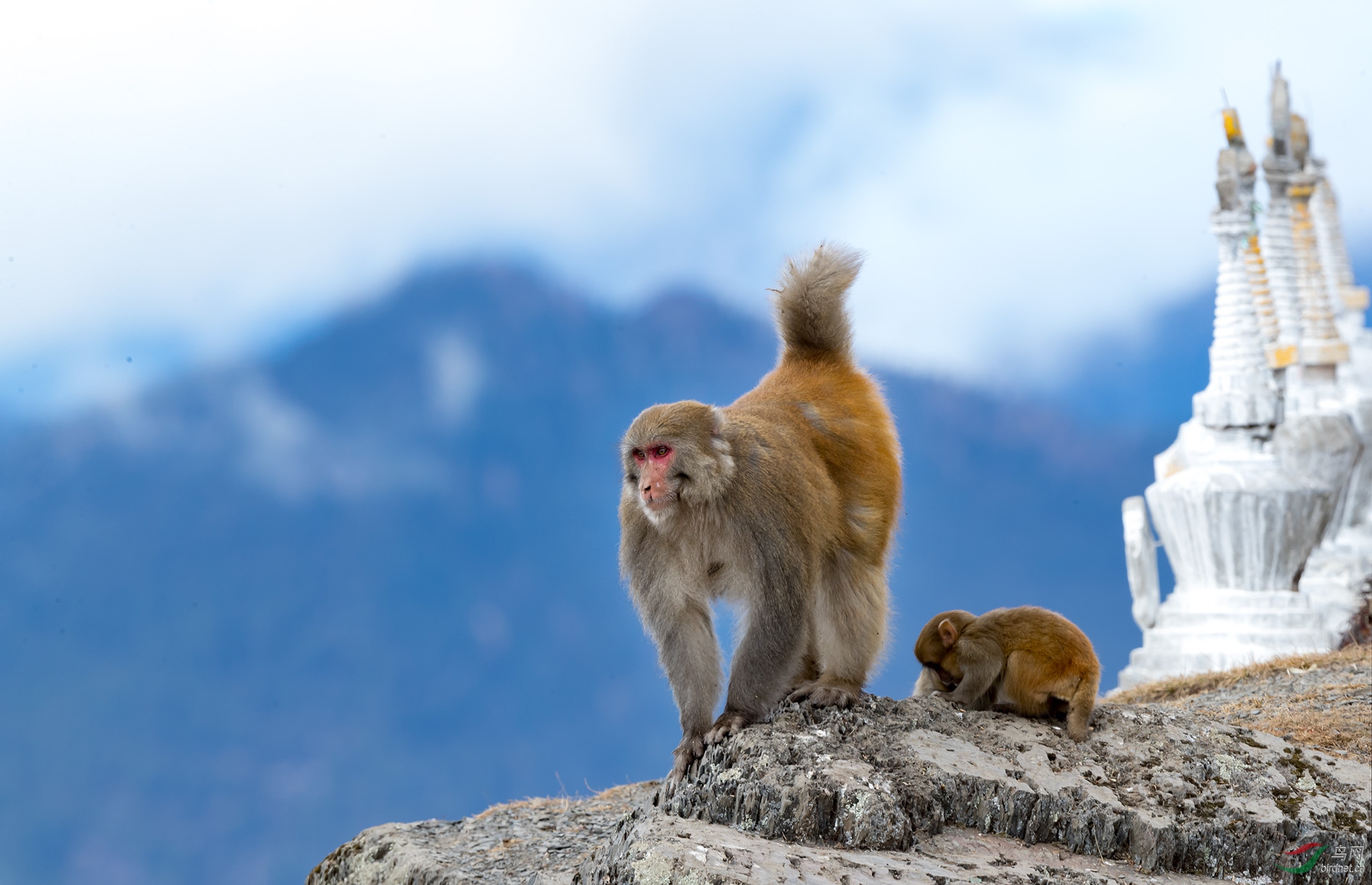 猴老大-高原猴子