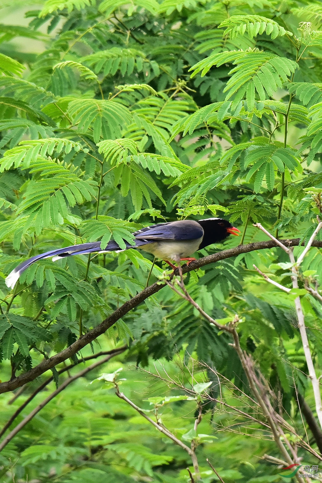 DSC_0803.JPG